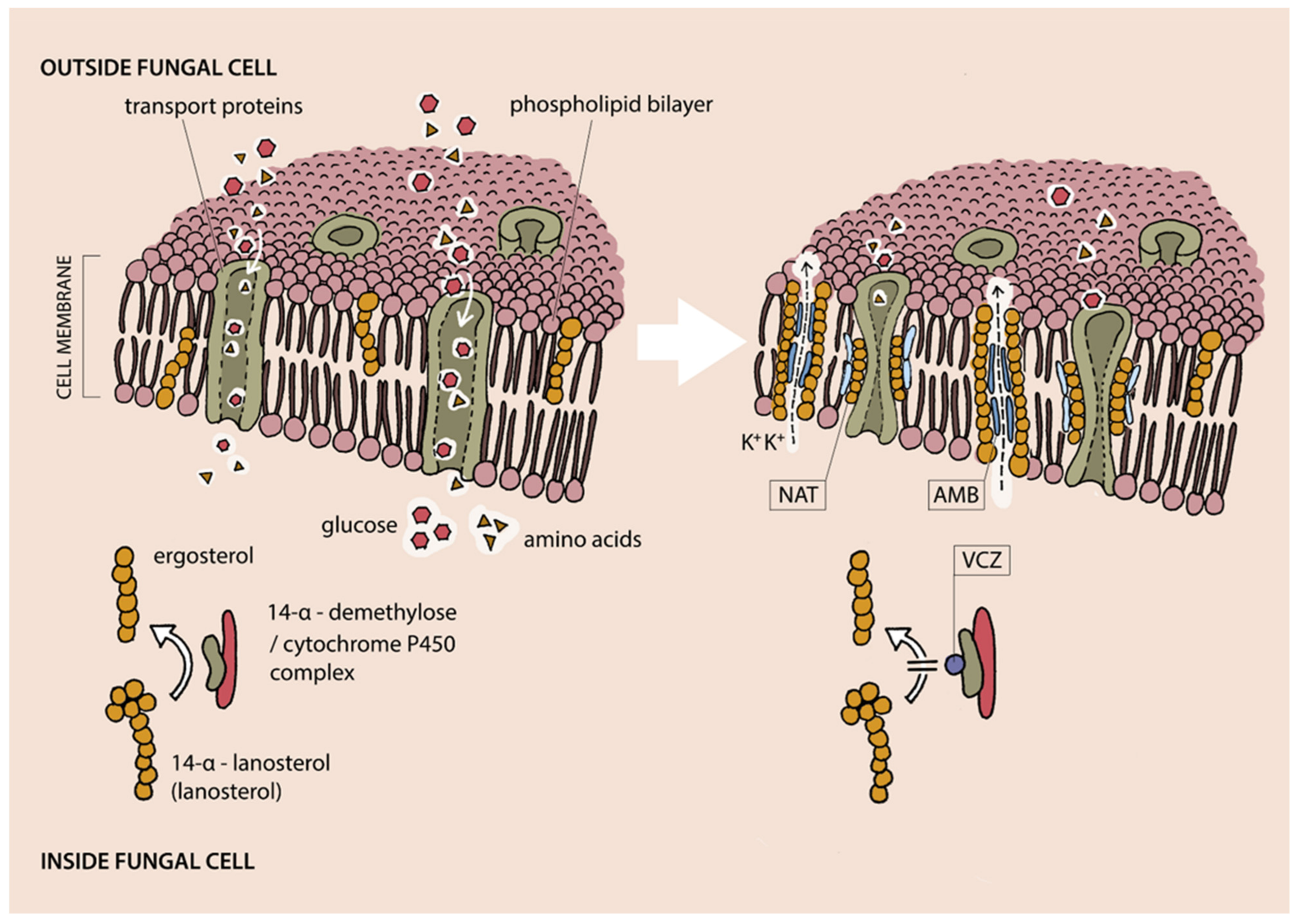 Jcm 10 05468 g004 Jcm 10 05468 g004