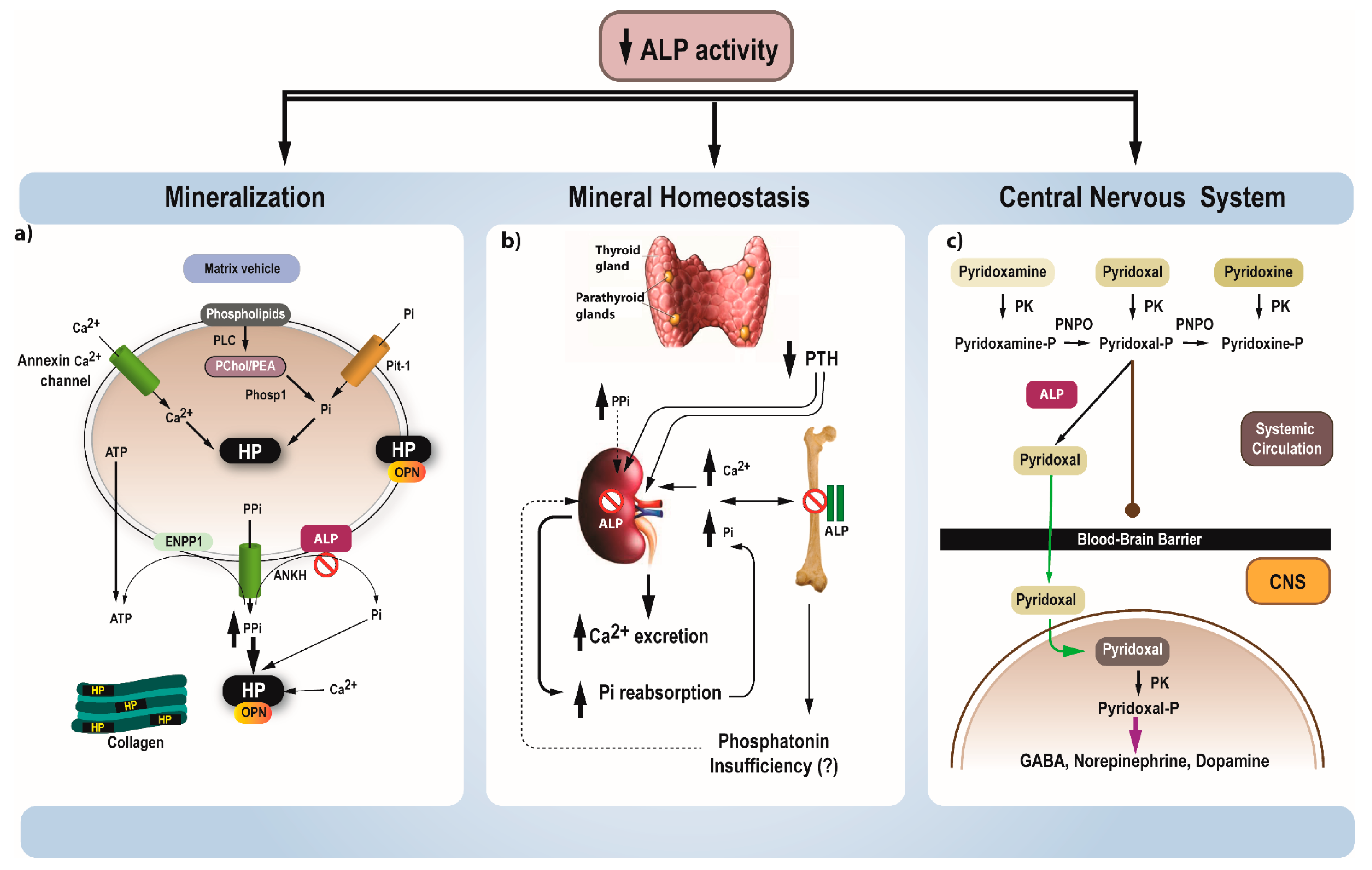 Jcm 10 05676 g001 Jcm 10 05676 g001