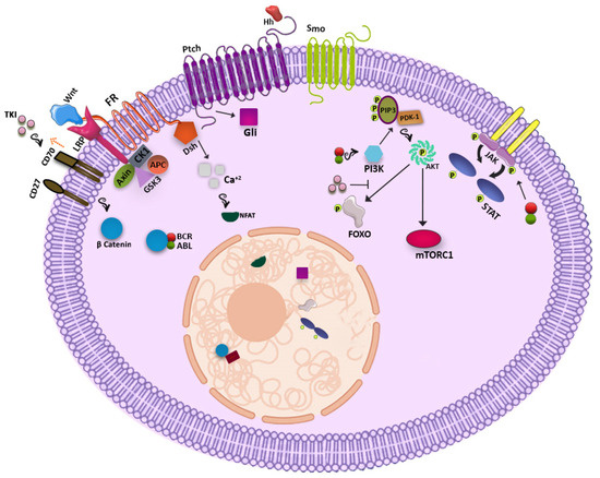 Jcm Free Full Text Shedding Light On Targeting Chronic Myeloid Leukemia Stem Cells Html