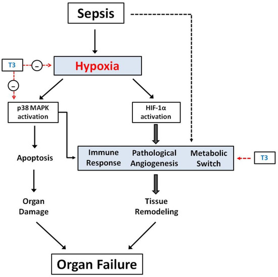 JCM Free FullText Effects of Thyroid Hormone on Tissue Hypoxia