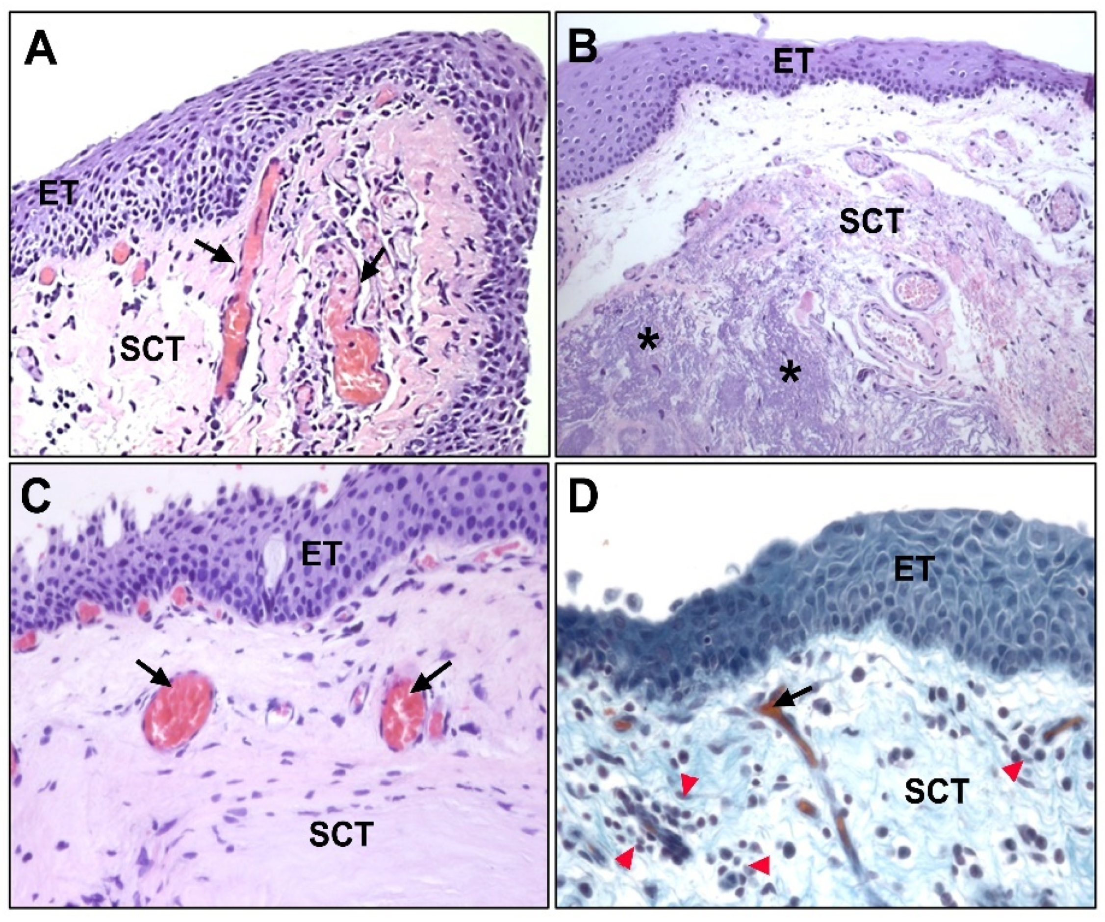 Jcm 10 05930 g002 Jcm 10 05930 g002