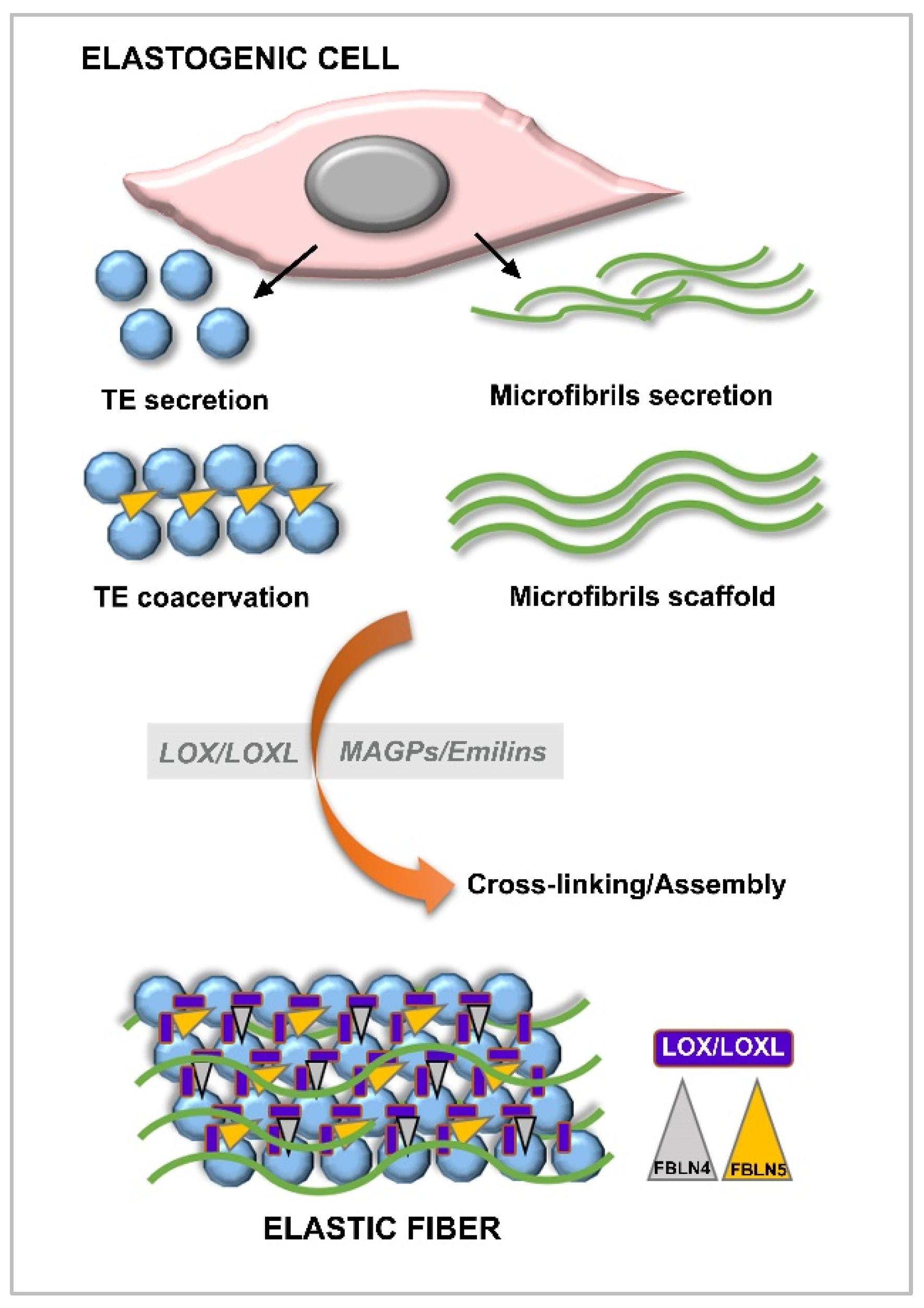Jcm 10 05930 g005 Jcm 10 05930 g005