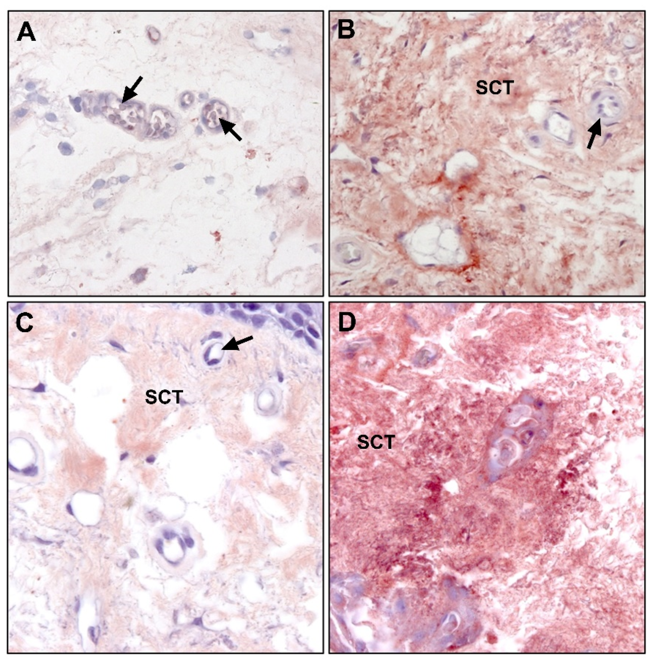 Jcm 10 05930 g009 Jcm 10 05930 g009