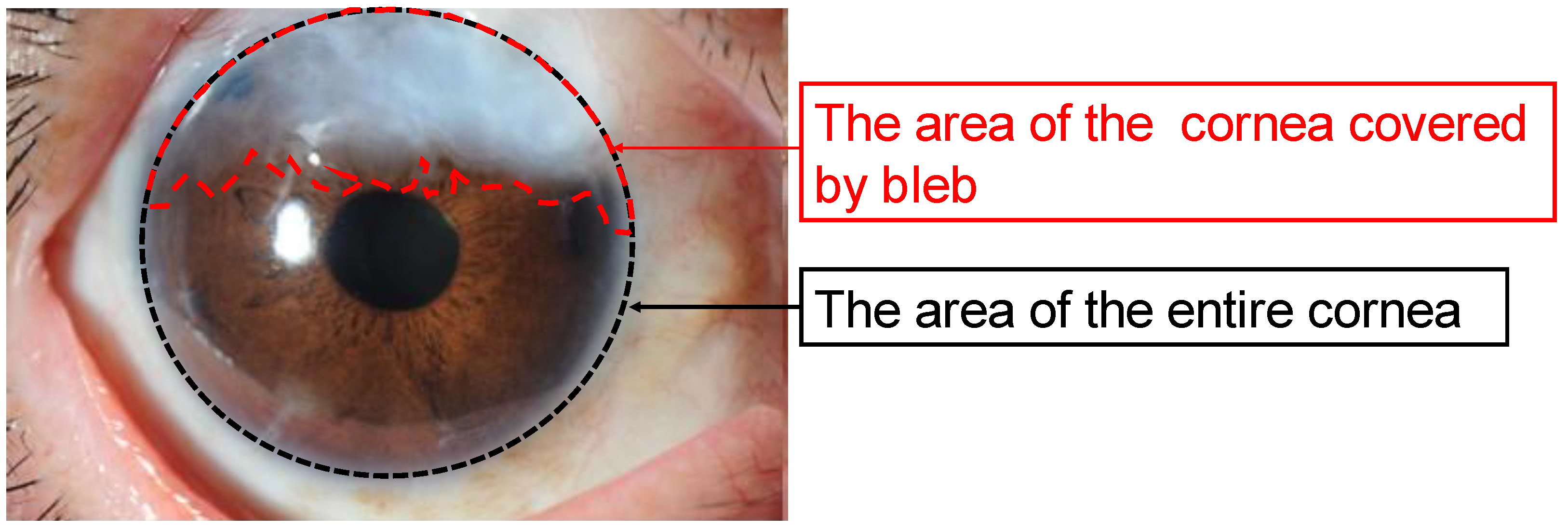 Jcm 11 00177 g001 Jcm 11 00177 g001