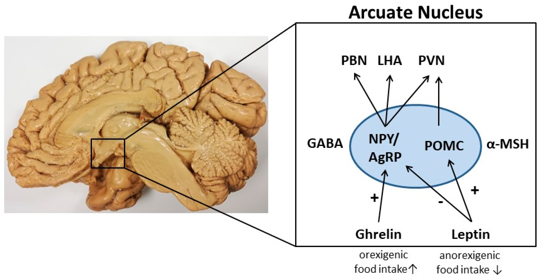 Jcm 11 00186 g001 Jcm 11 00186 g001