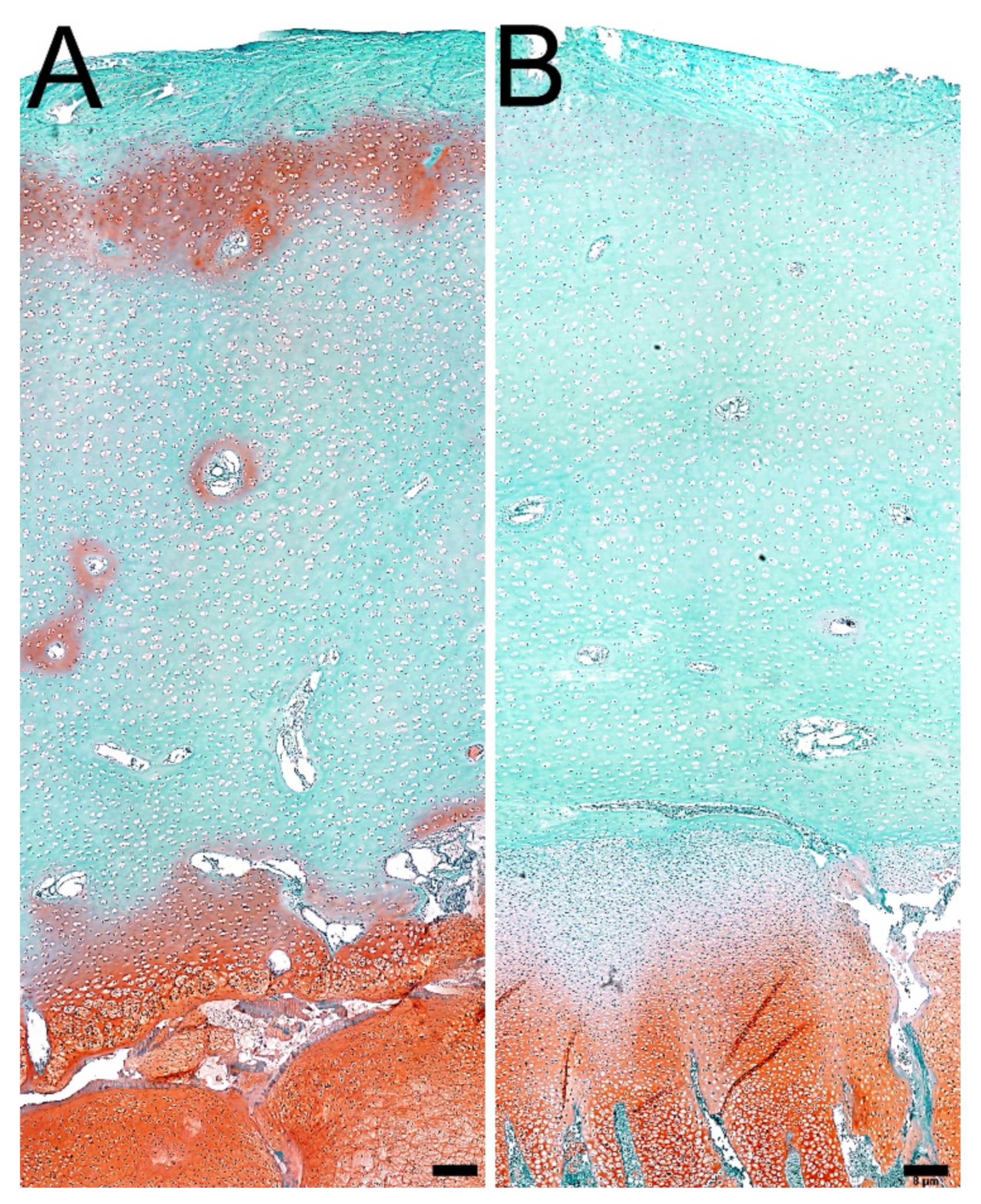 Jcm 11 00205 g005 Jcm 11 00205 g005