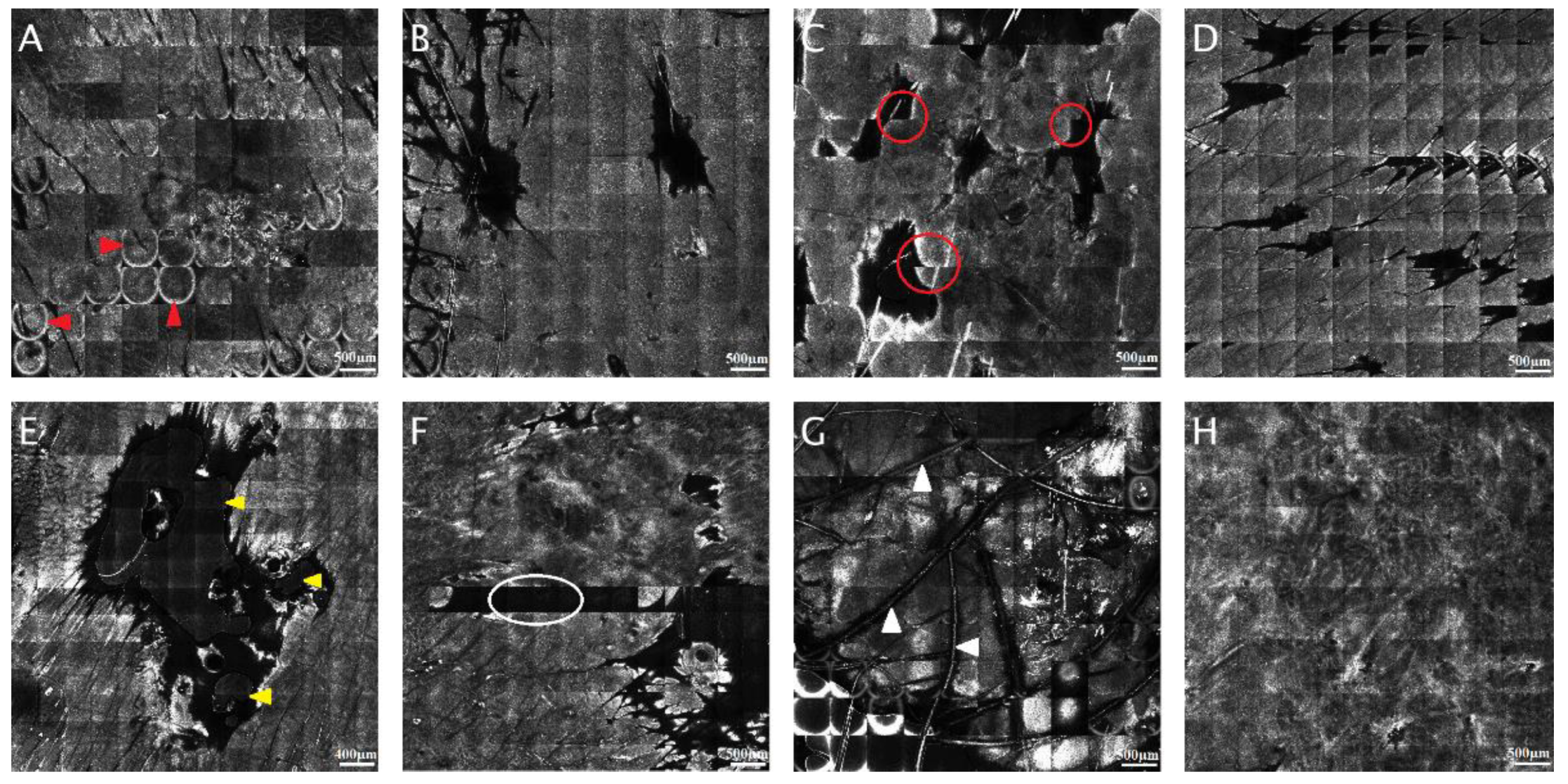 Jcm 11 00429 g001 Jcm 11 00429 g001
