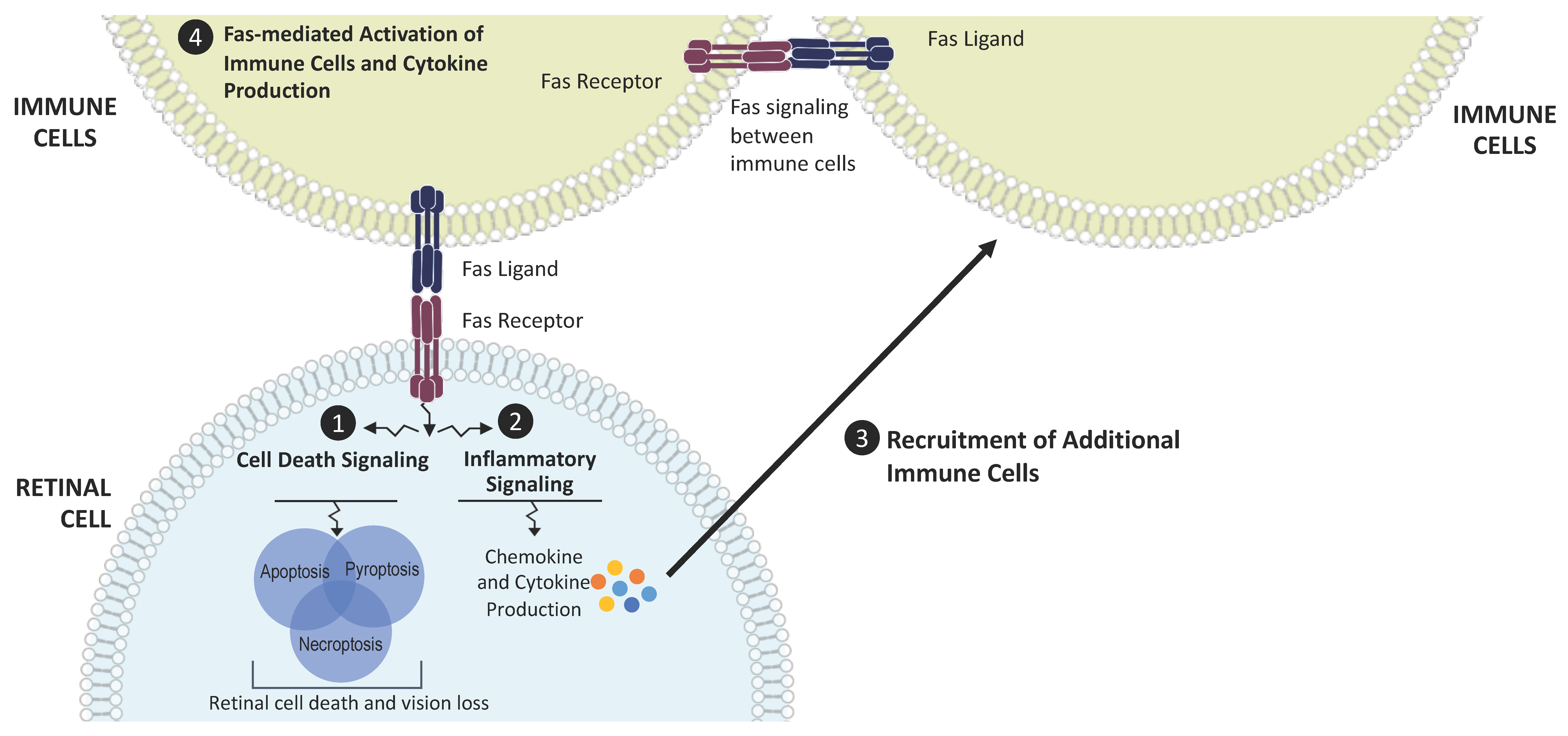 Jcm 11 00592 g001 Jcm 11 00592 g001