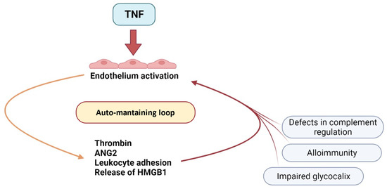 Endothelial Dysfunction after Hematopoietic Stem Cell