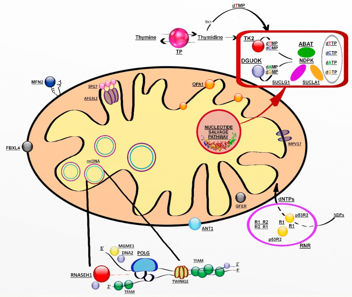 High Blood Levels Of Mitochonrial Dna And Autoimmune Disease JCM | Free Full-Text | Molecular Genetics Overview of Primary
