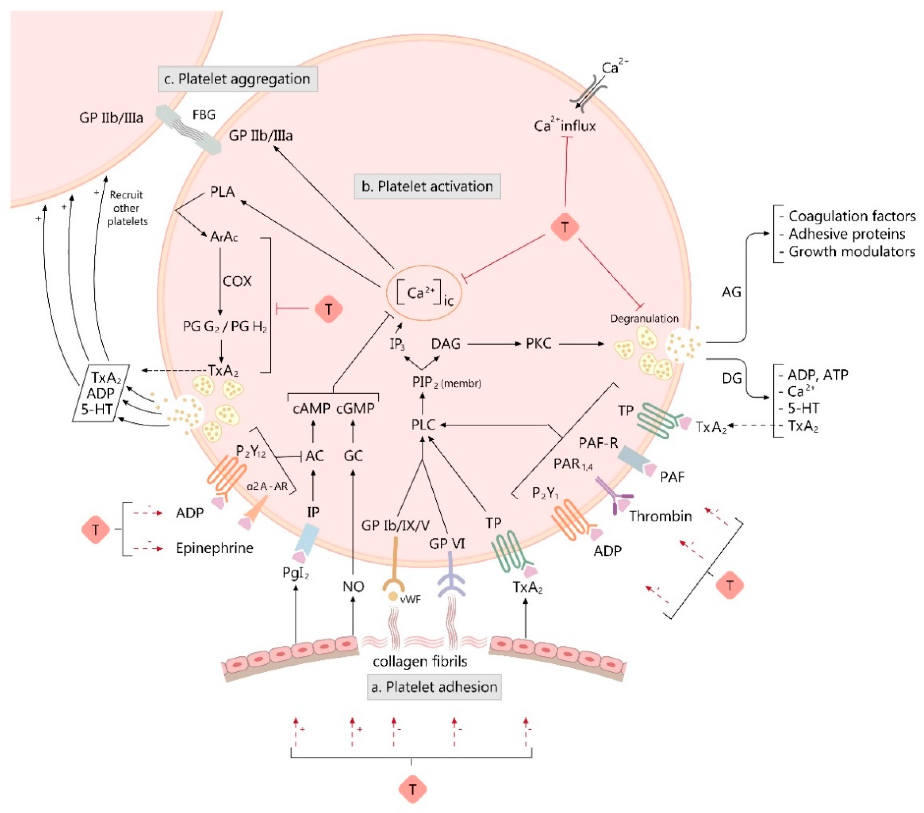 taurine effects hematologic properties and diseases. taurine effects hematologic properties and diseases.