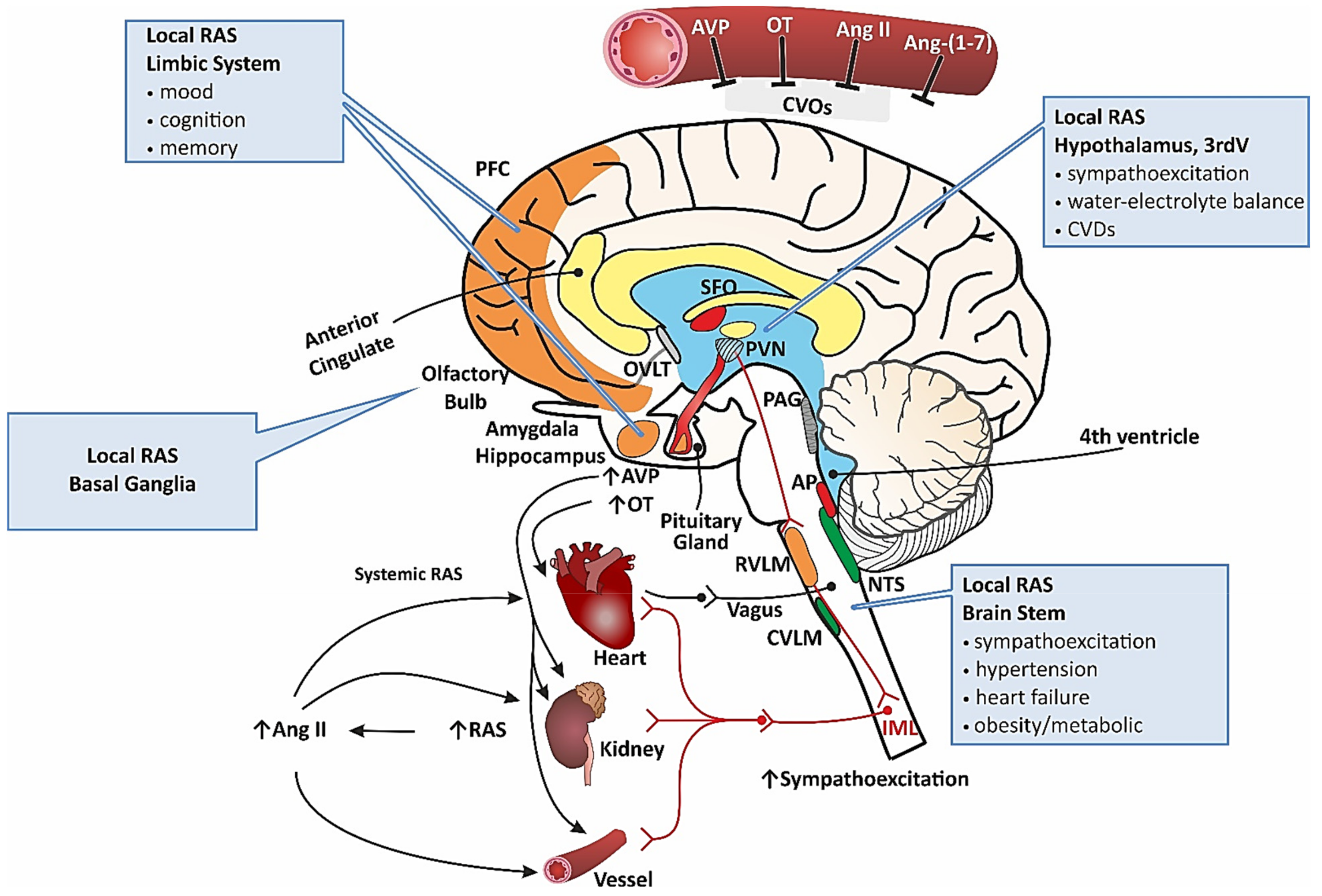 Tumor Necrosis Factor α Receptor Type 1 Activation in the Hypothalamic  Paraventricular Nucleus Contributes to Glutamate Signaling and Angiotensin  II-Dependent Hypertension