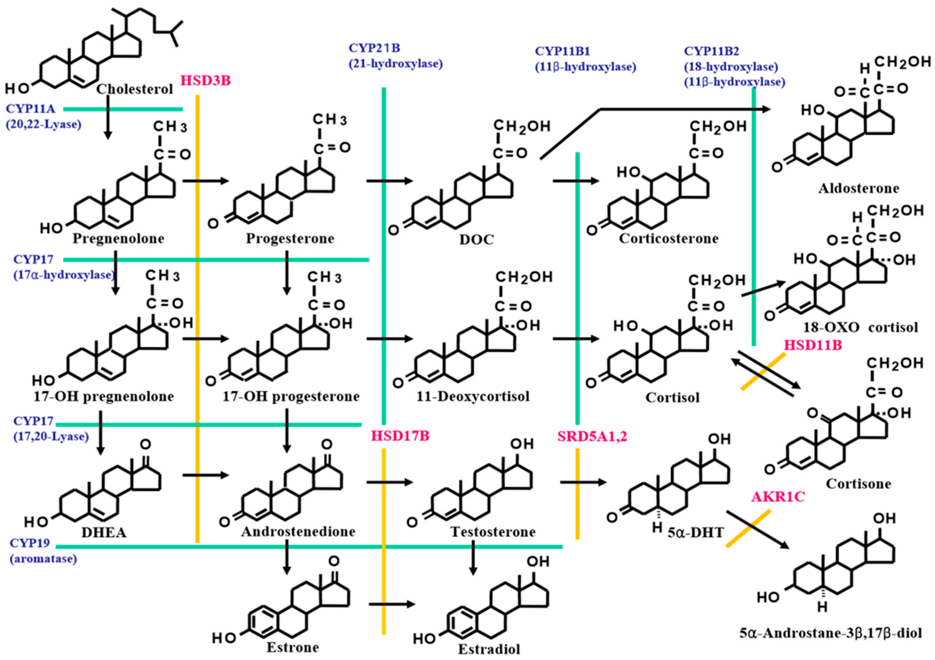 jcm-free-full-text-rapidity-and-precision-of-steroid-hormone-measurement