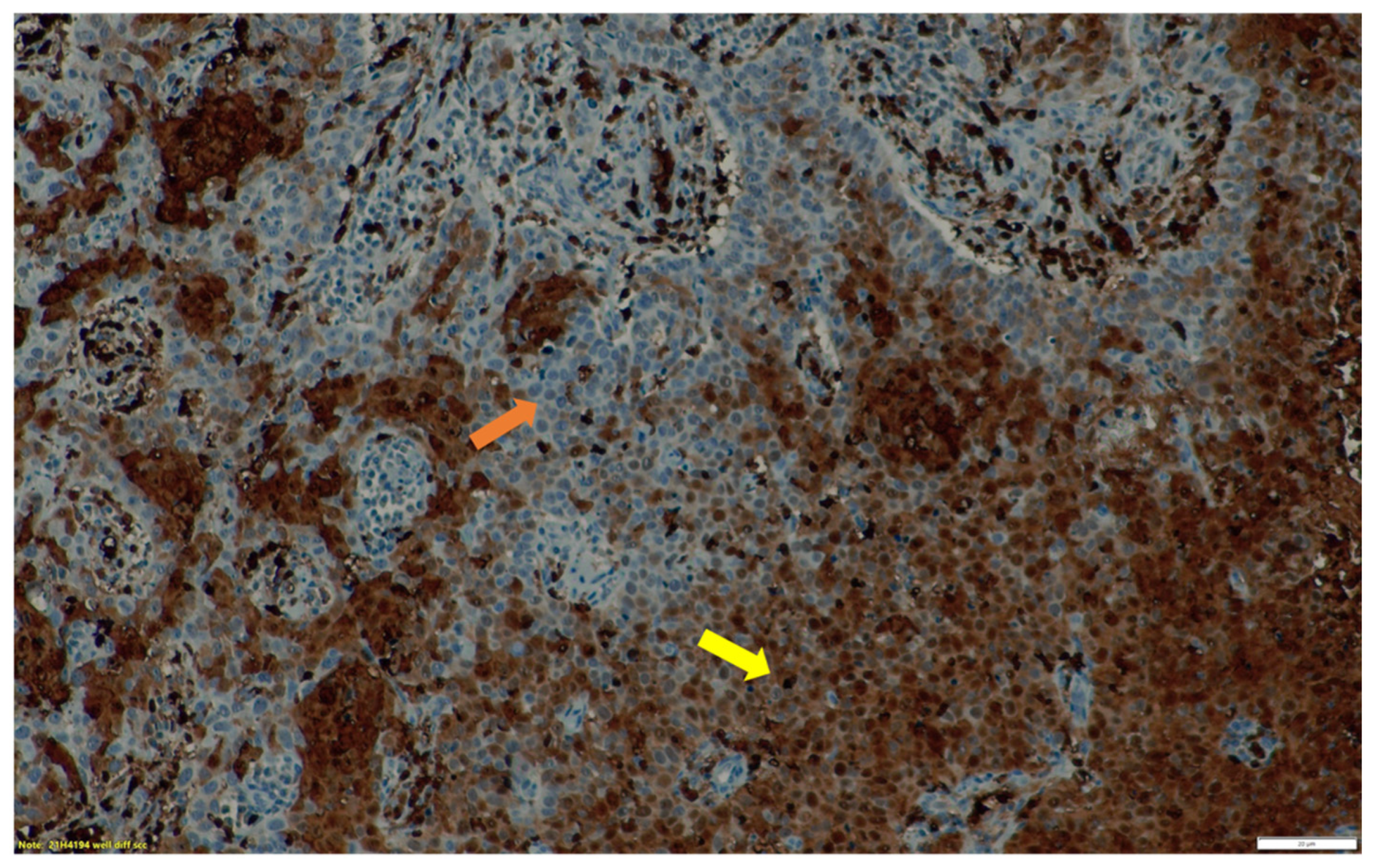 Jcm 11 00962 g003 550