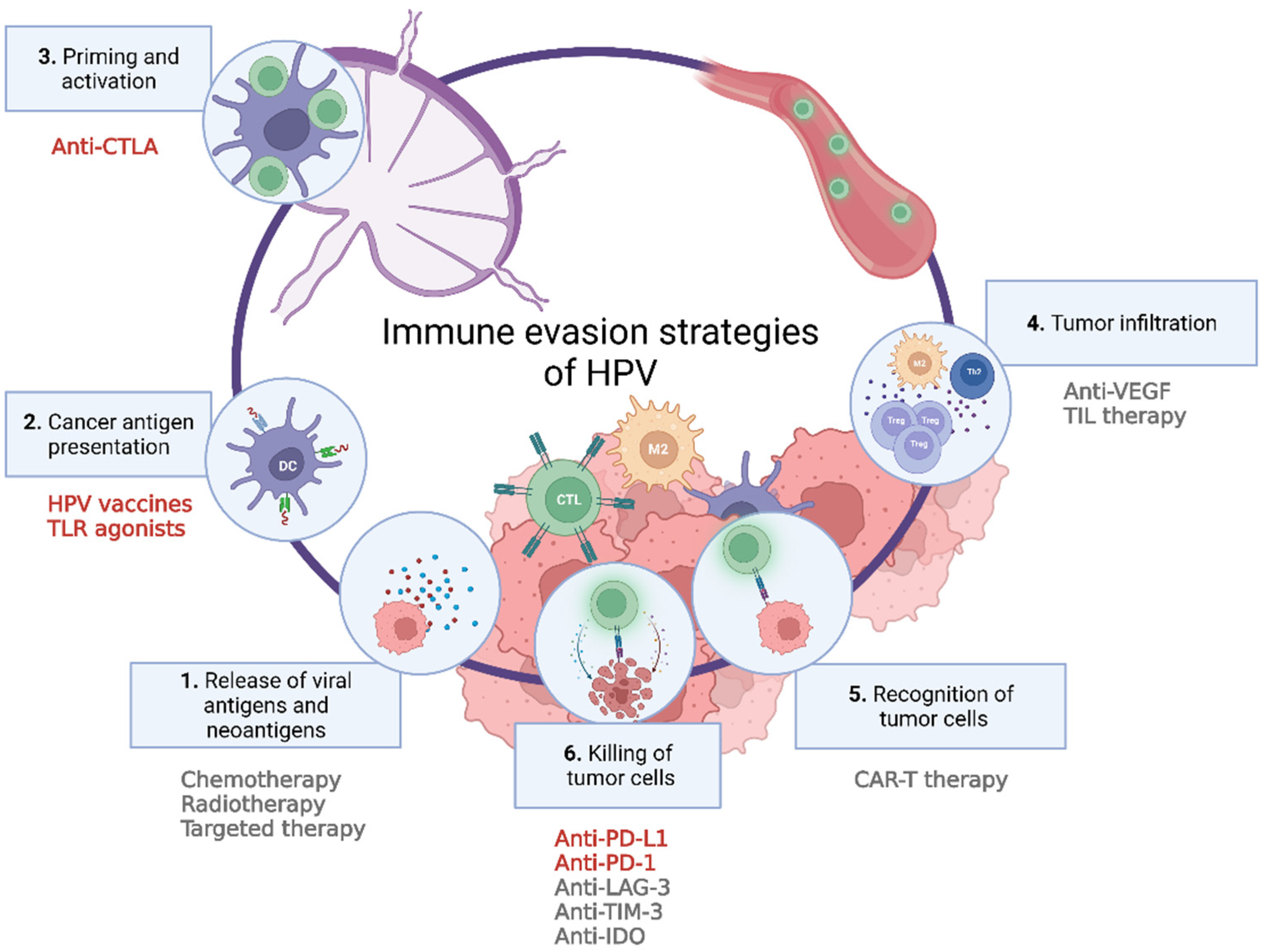 JCM | Free Full-Text | Immunotherapeutic Approaches for the Treatment of  HPV-Associated (Pre-)Cancer of the Cervix, Vulva and Penis
