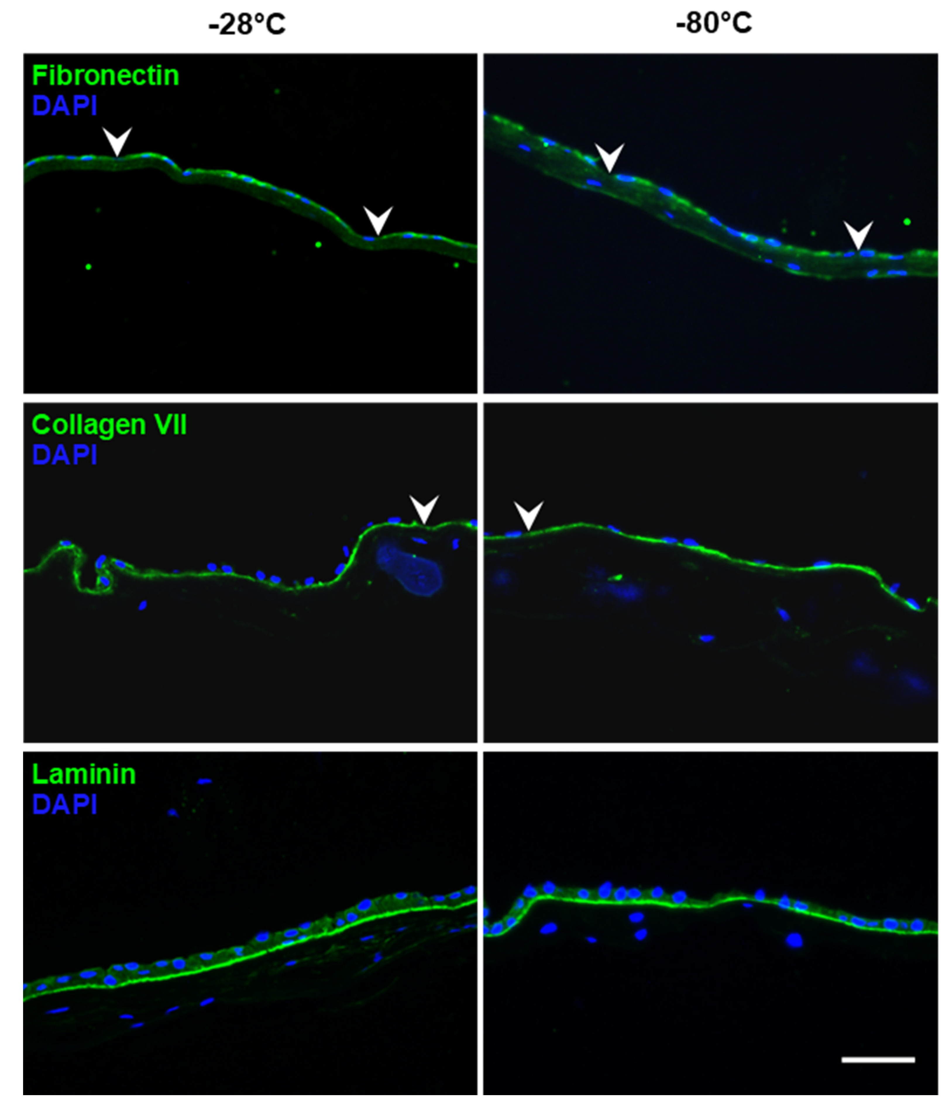 Jcm 11 01109 g002 Jcm 11 01109 g002
