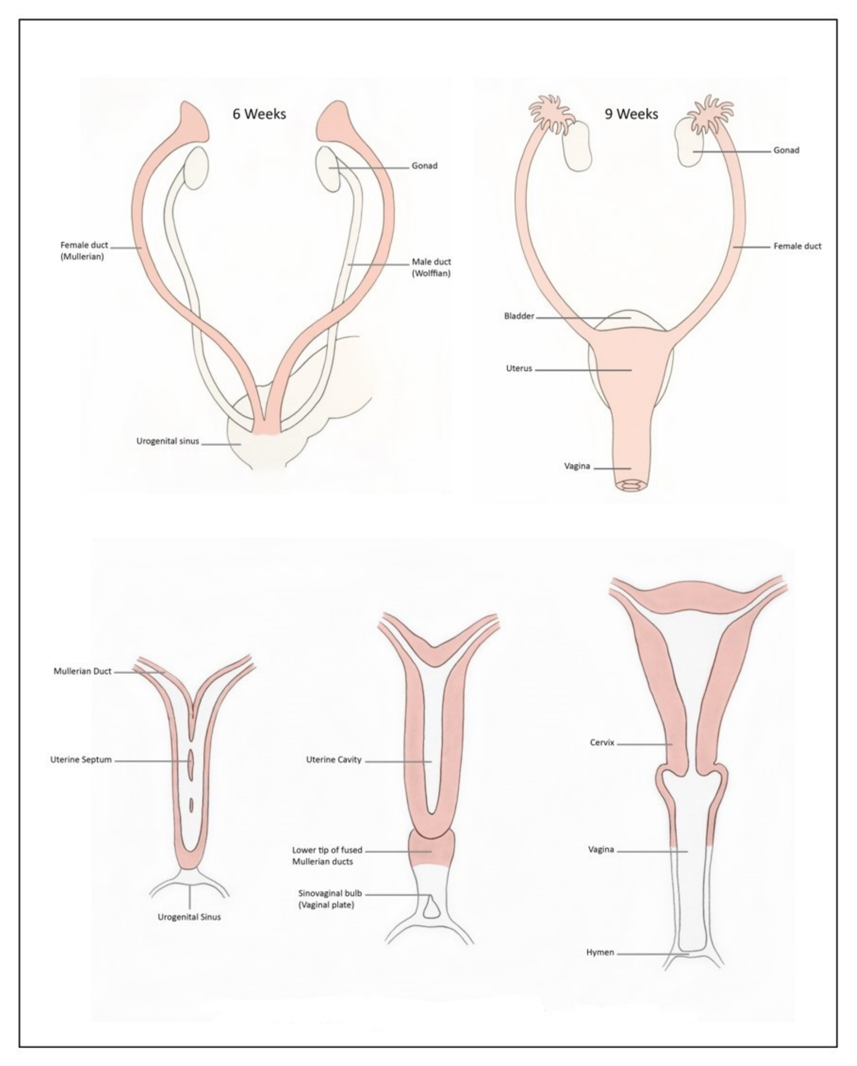 Jcm 11 01251 g001 550