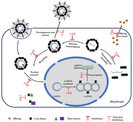 JCM Free FullText Capsid Assembly Modulators as Antiviral Agents