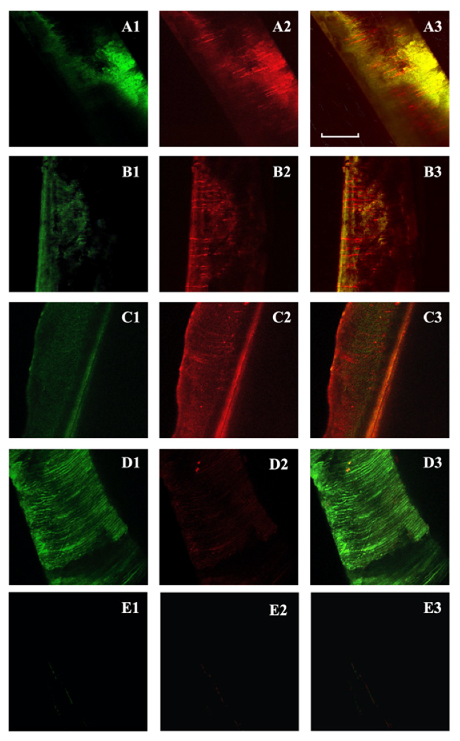 Jcm 11 01650 g001 Jcm 11 01650 g001