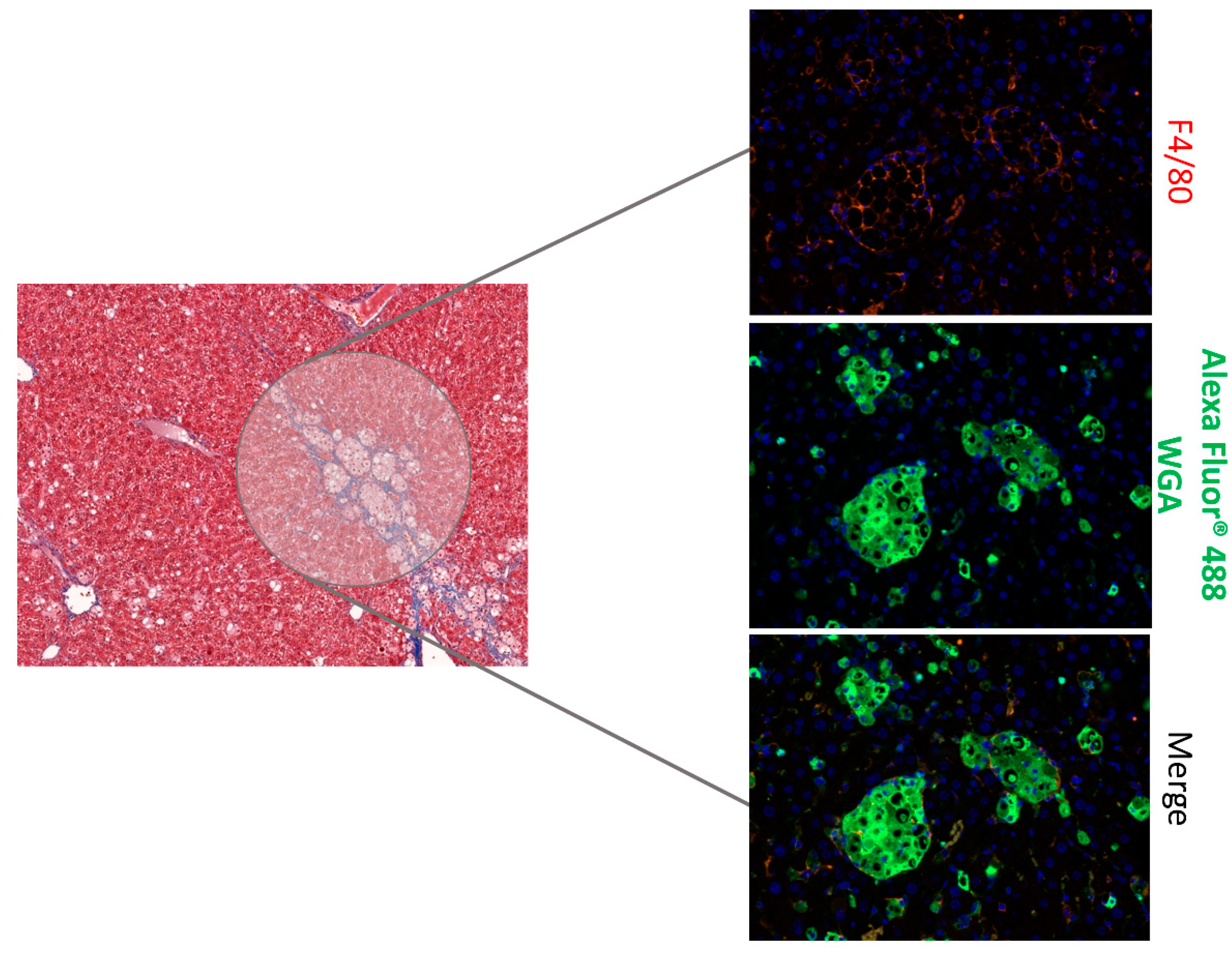 Jcm 11 01672 g003 550