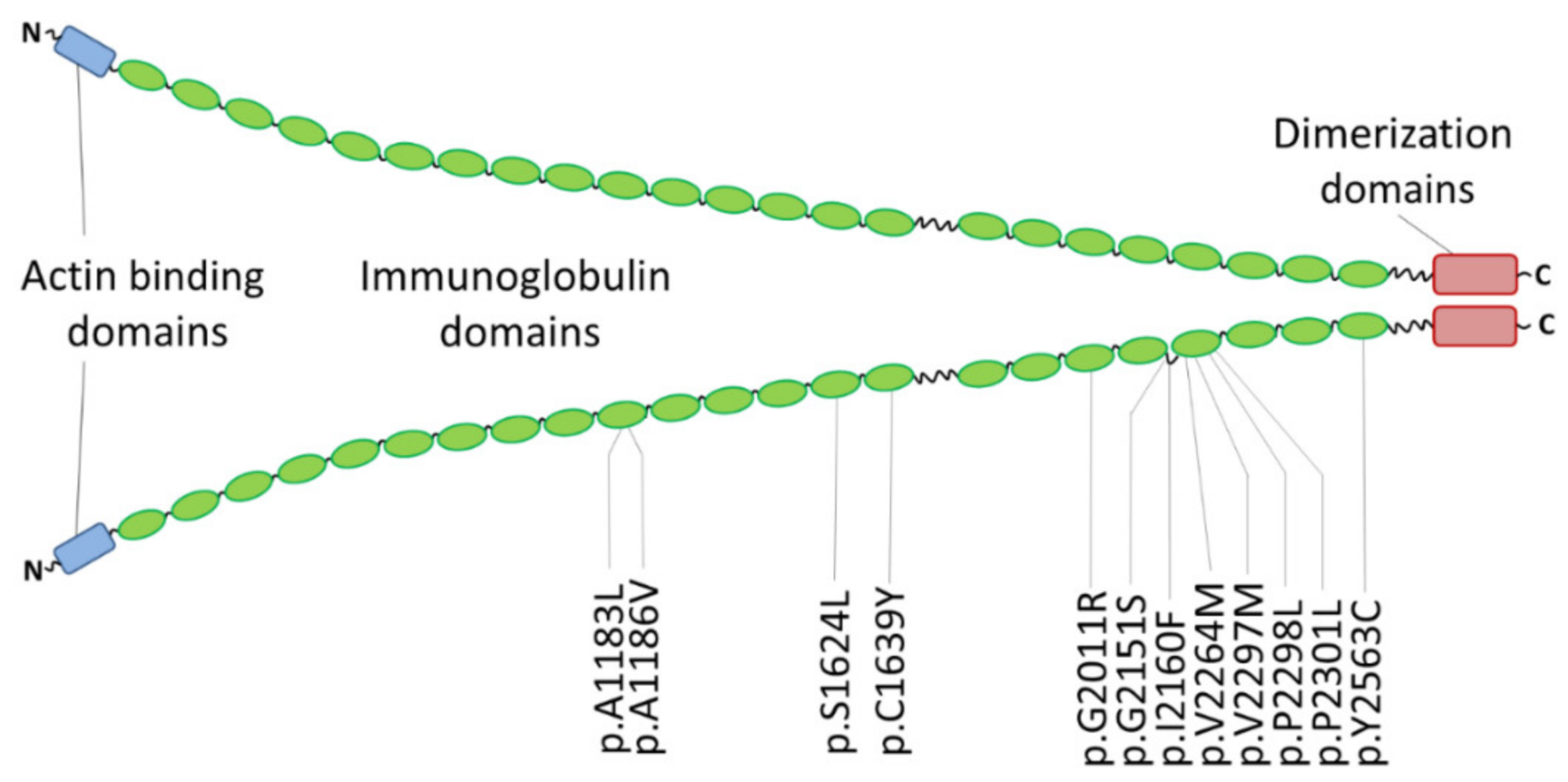 Jcm 11 02094 g007 Jcm 11 02094 g007
