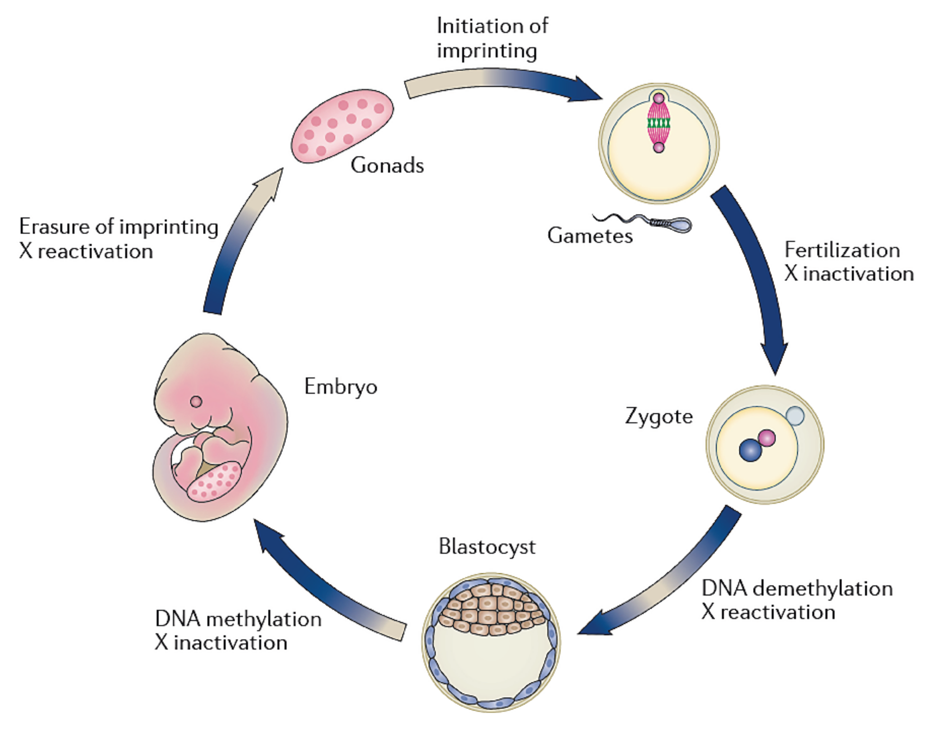 Jcm 11 02135 g002 Jcm 11 02135 g002