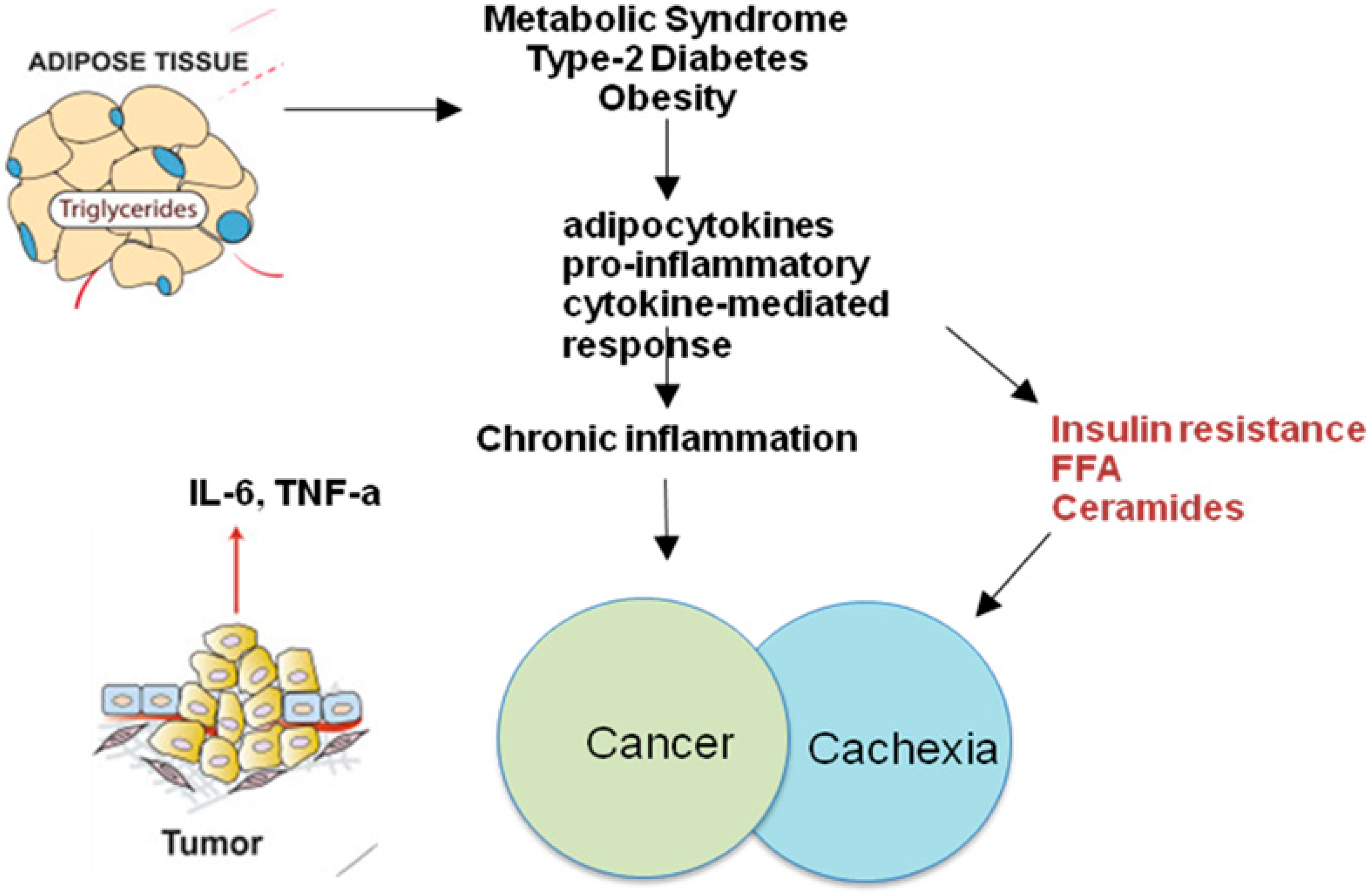 Verschrikking Skalk Verbazingwekkend JCM | Free Full-Text | Chronic Inflammation in Obesity and Cancer Cachexia
