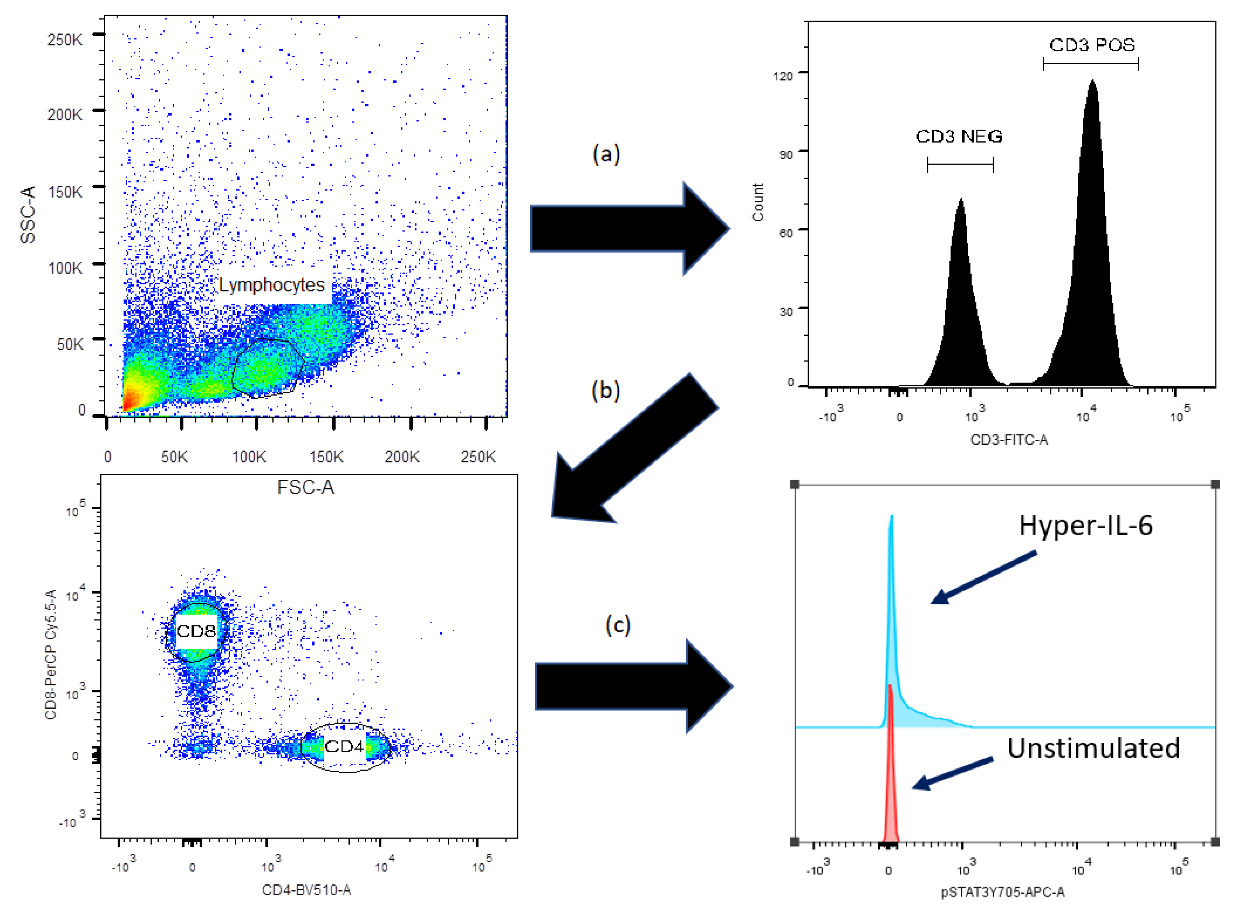 IL-6 Responsiveness of CD4+ and CD8+ T Cells after Allogeneic Stem
