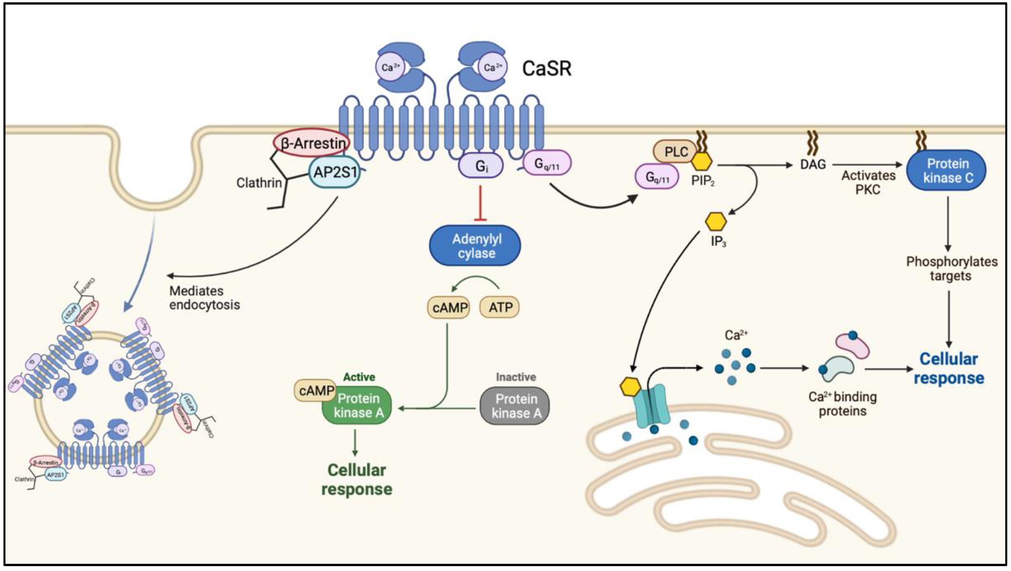 pth c collection forum Disorders of the Calcium Sensing Signaling Pathway: From Familial  Hypocalciuric Hypercalcemia (FHH) to Life Threatening Conditions in Infancy