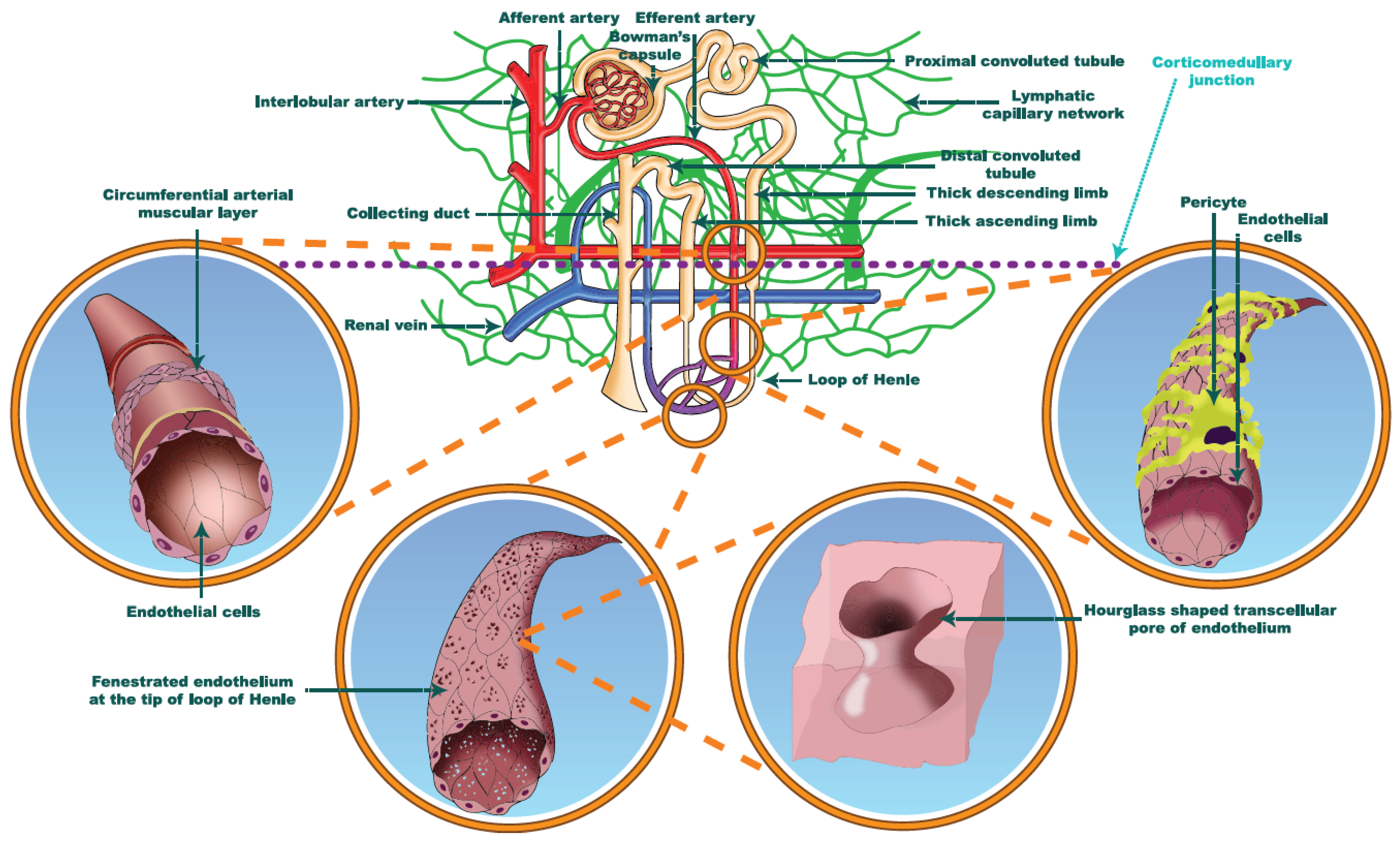 Jcm 11 02728 g002 Jcm 11 02728 g002
