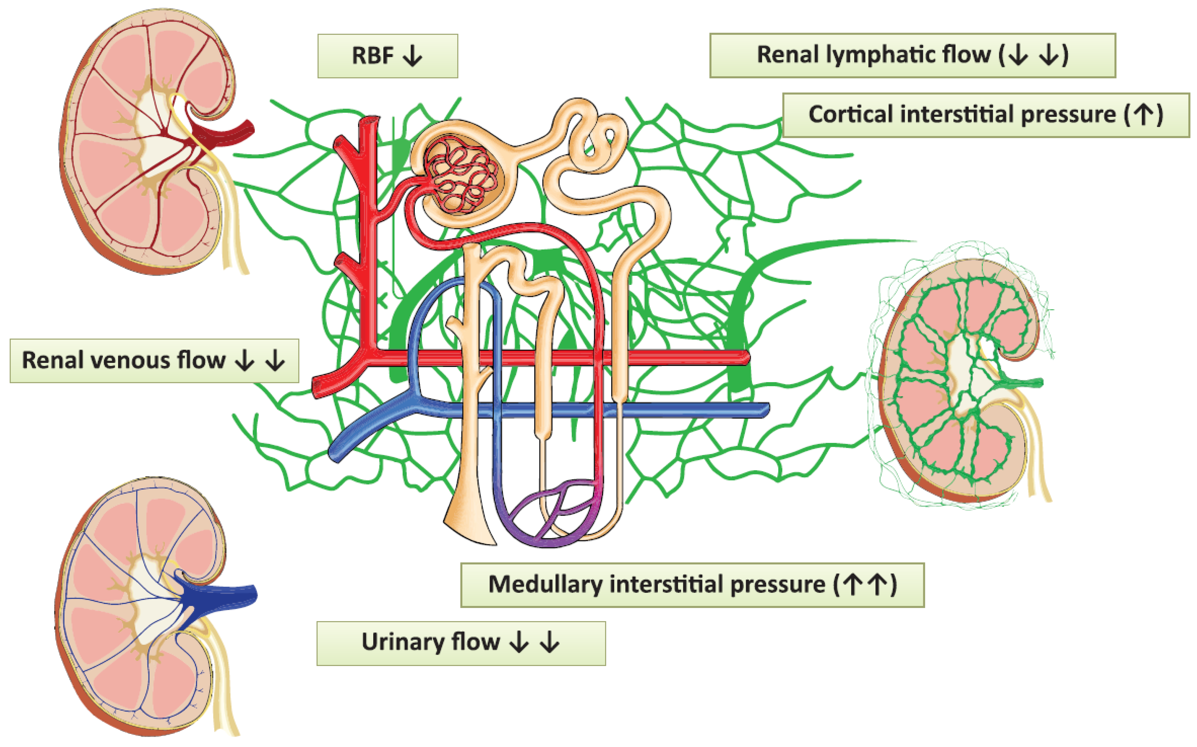 Jcm 11 02728 g005 Jcm 11 02728 g005