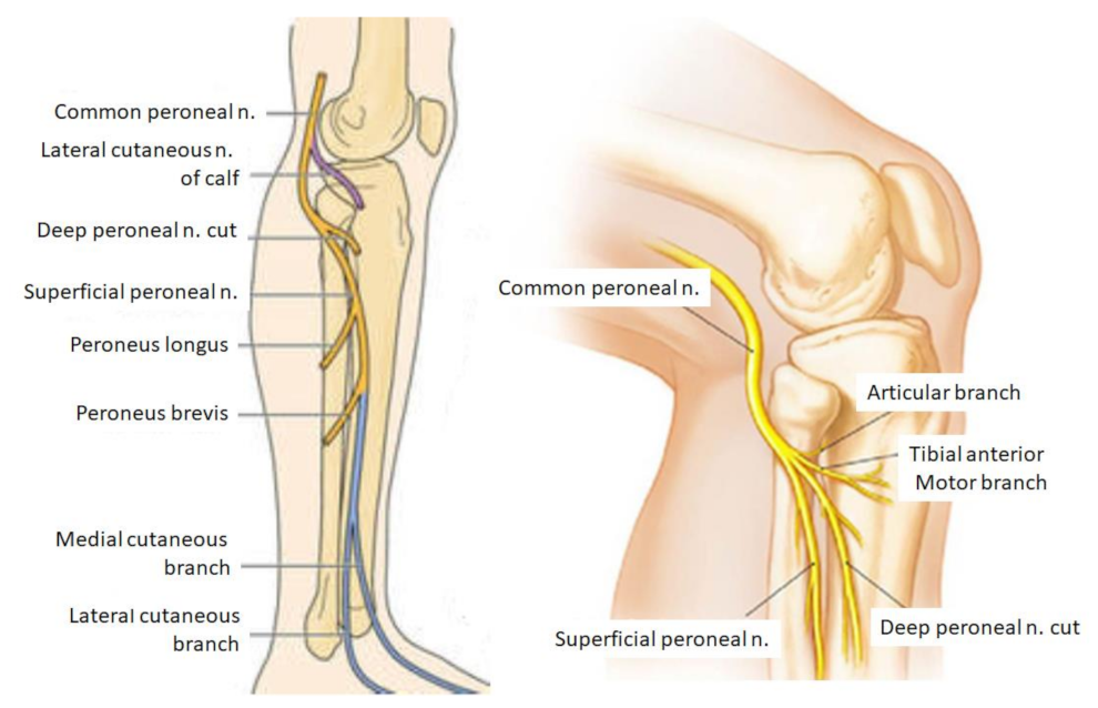 sciatic nerve branches