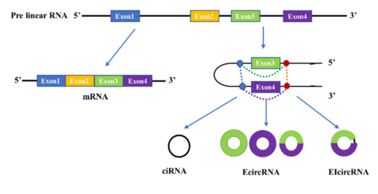 Circular RNAs Acting as miRNAs' Sponges and Their Roles in