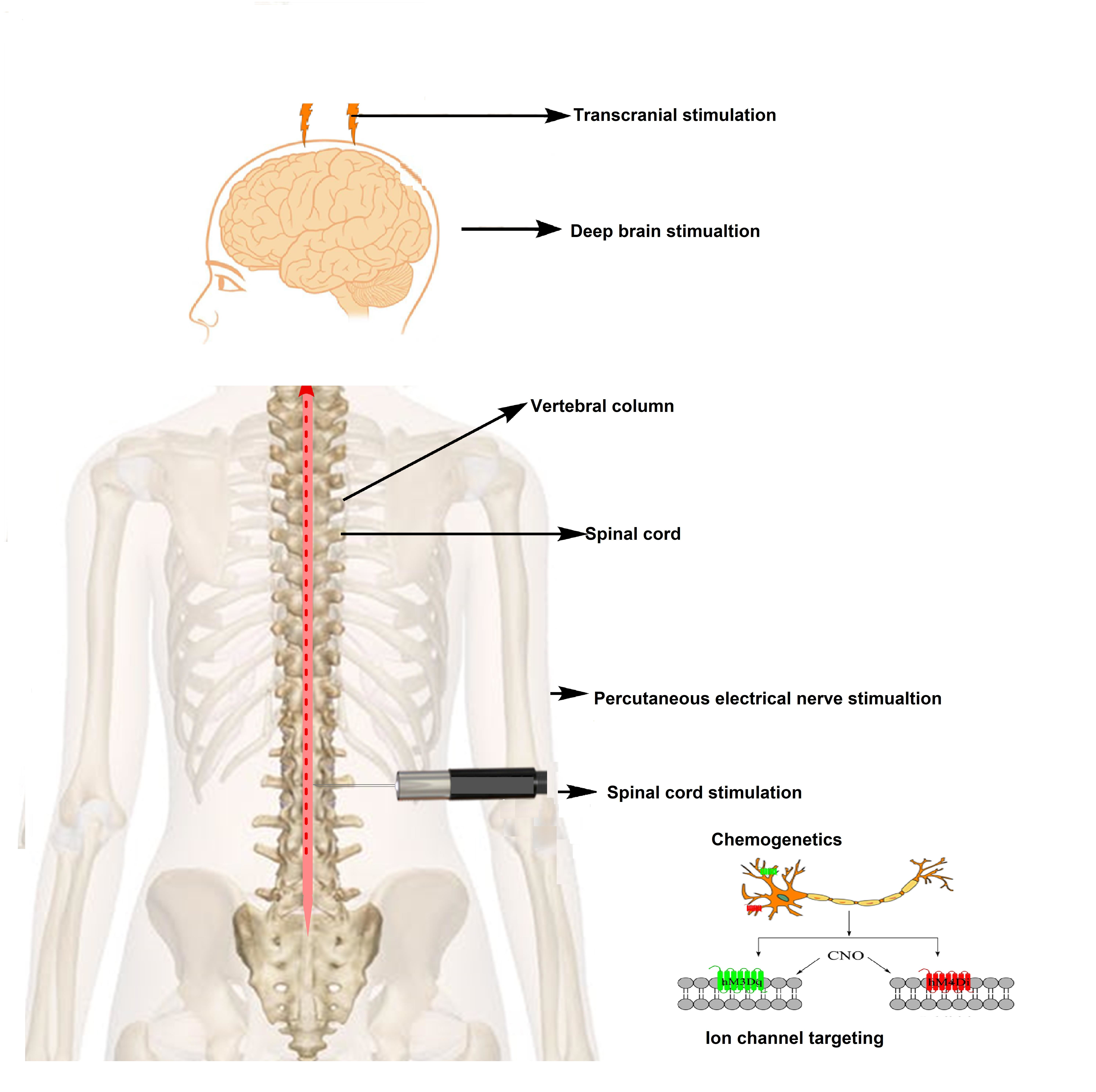 Correctly label the following anatomical features of the spinal cord.