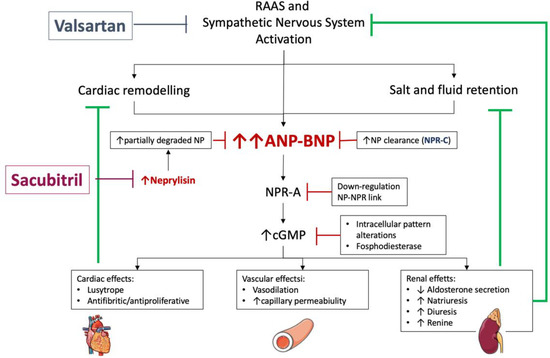 Brain natriuretic peptide test