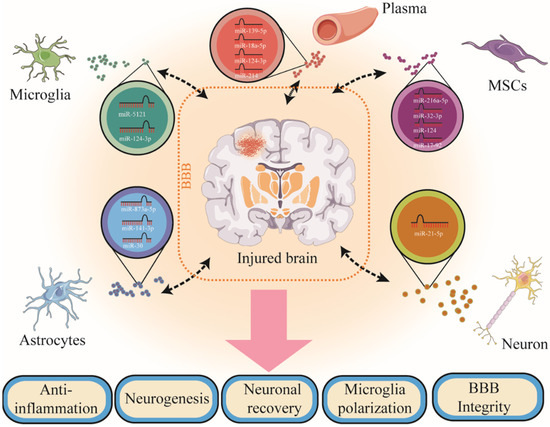 Cell-Derived Exosomes as Therapeutic Strategies and Exosome