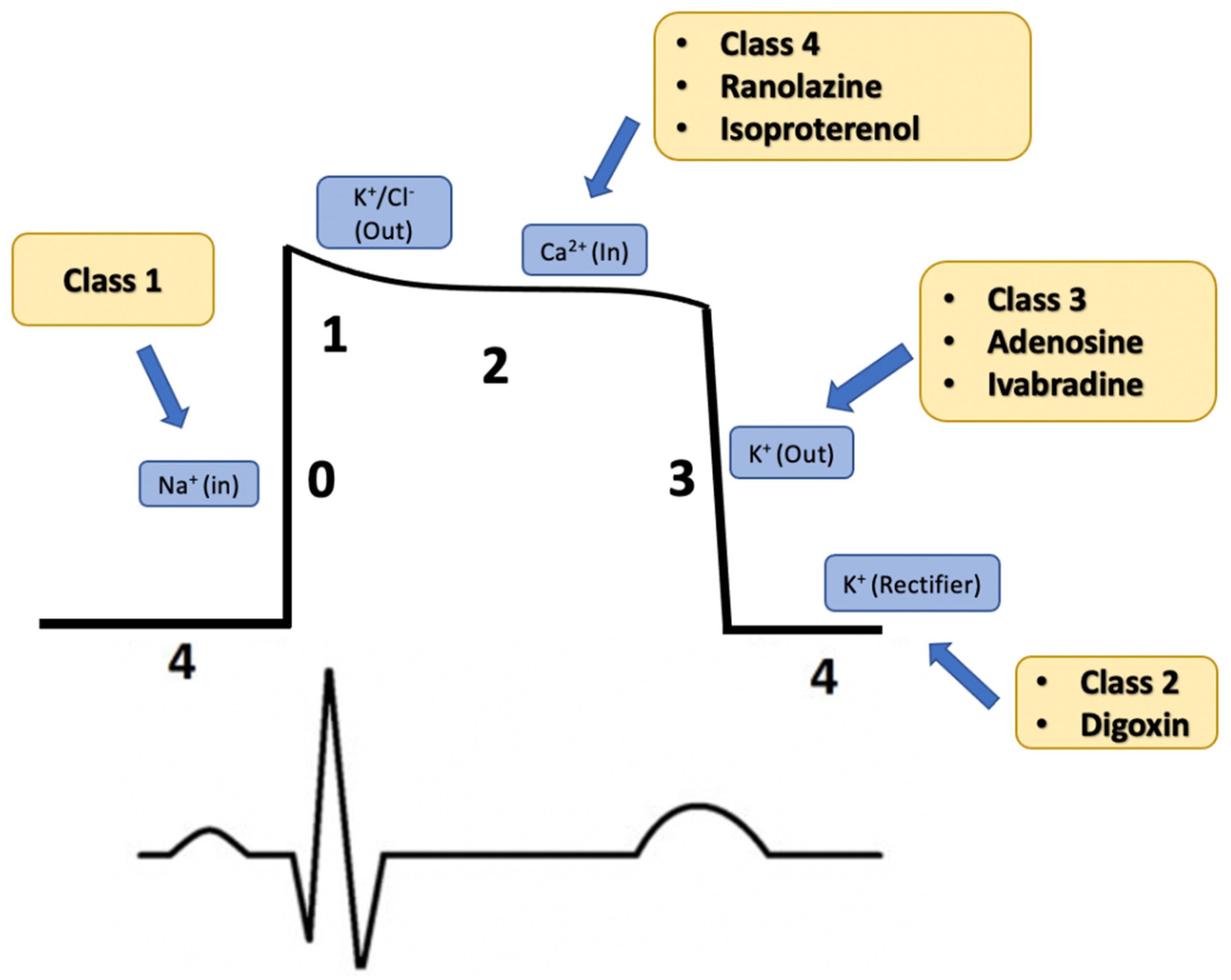 Cardiac Action Potential Drugs cardiac-action-potential-drugs