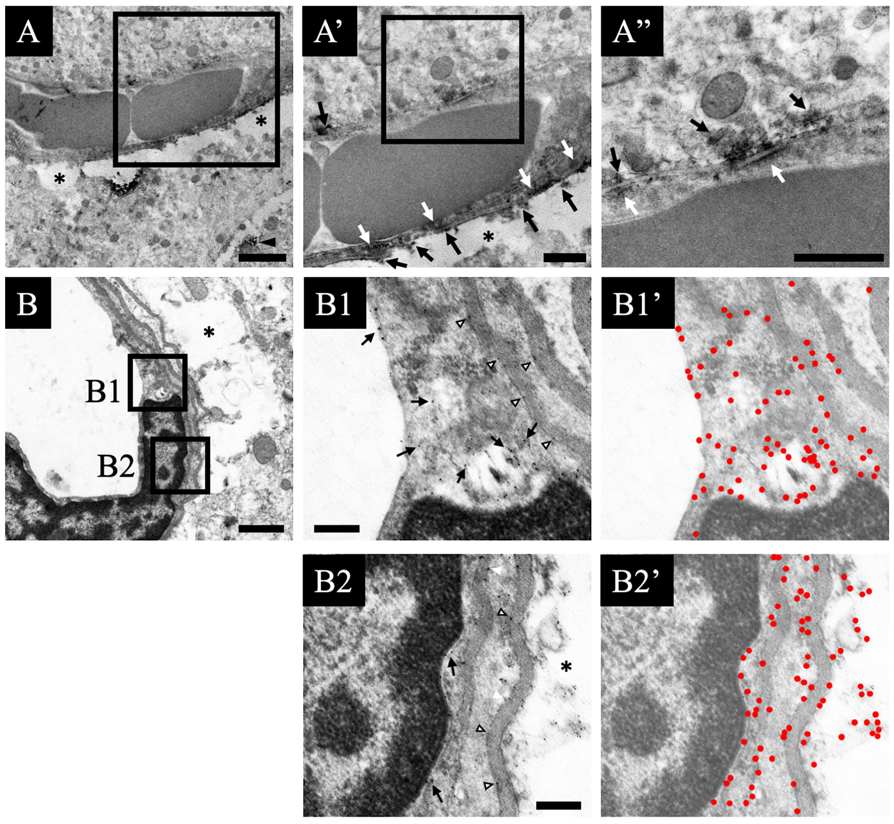Jcm 11 03310 g005 550