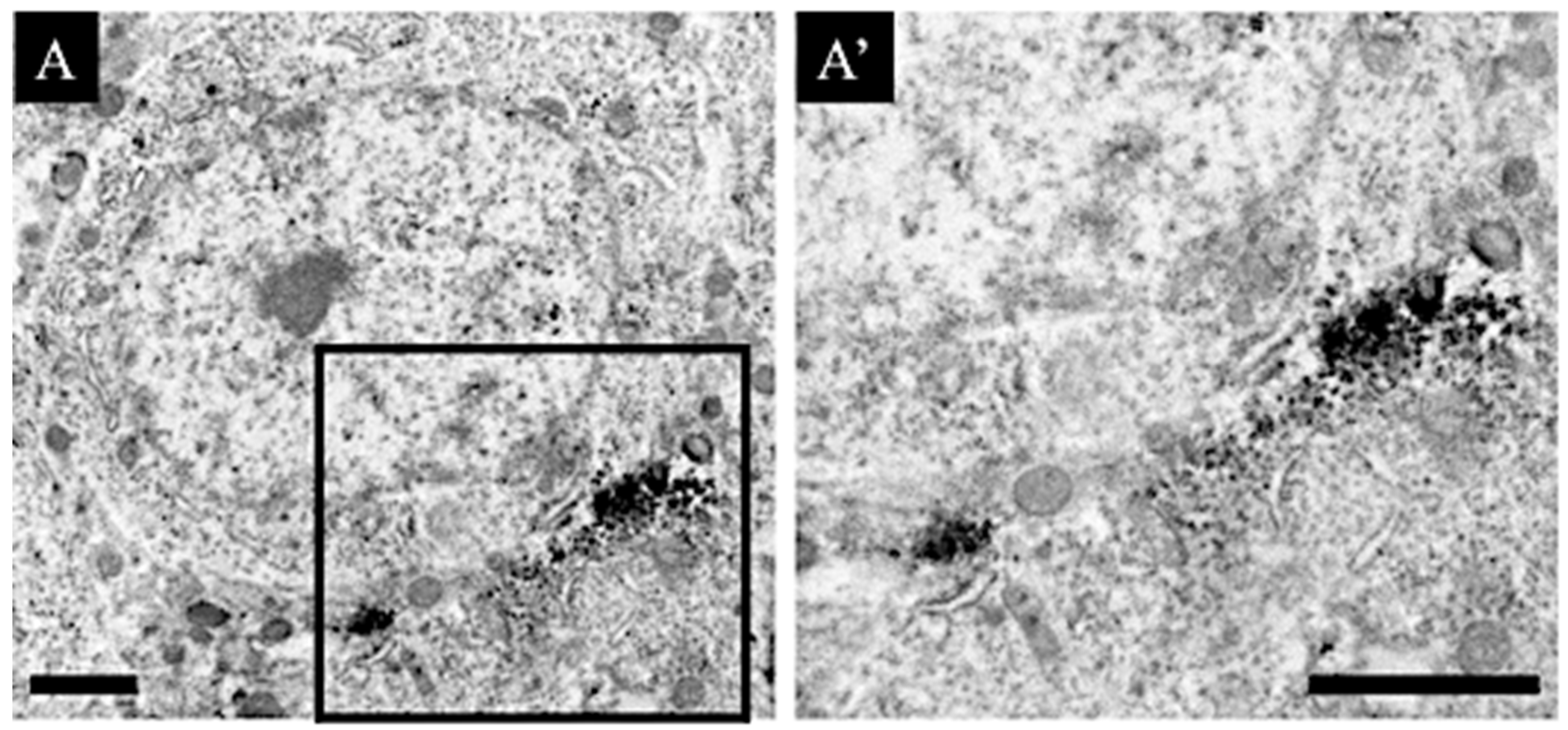 Jcm 11 03310 g007 550