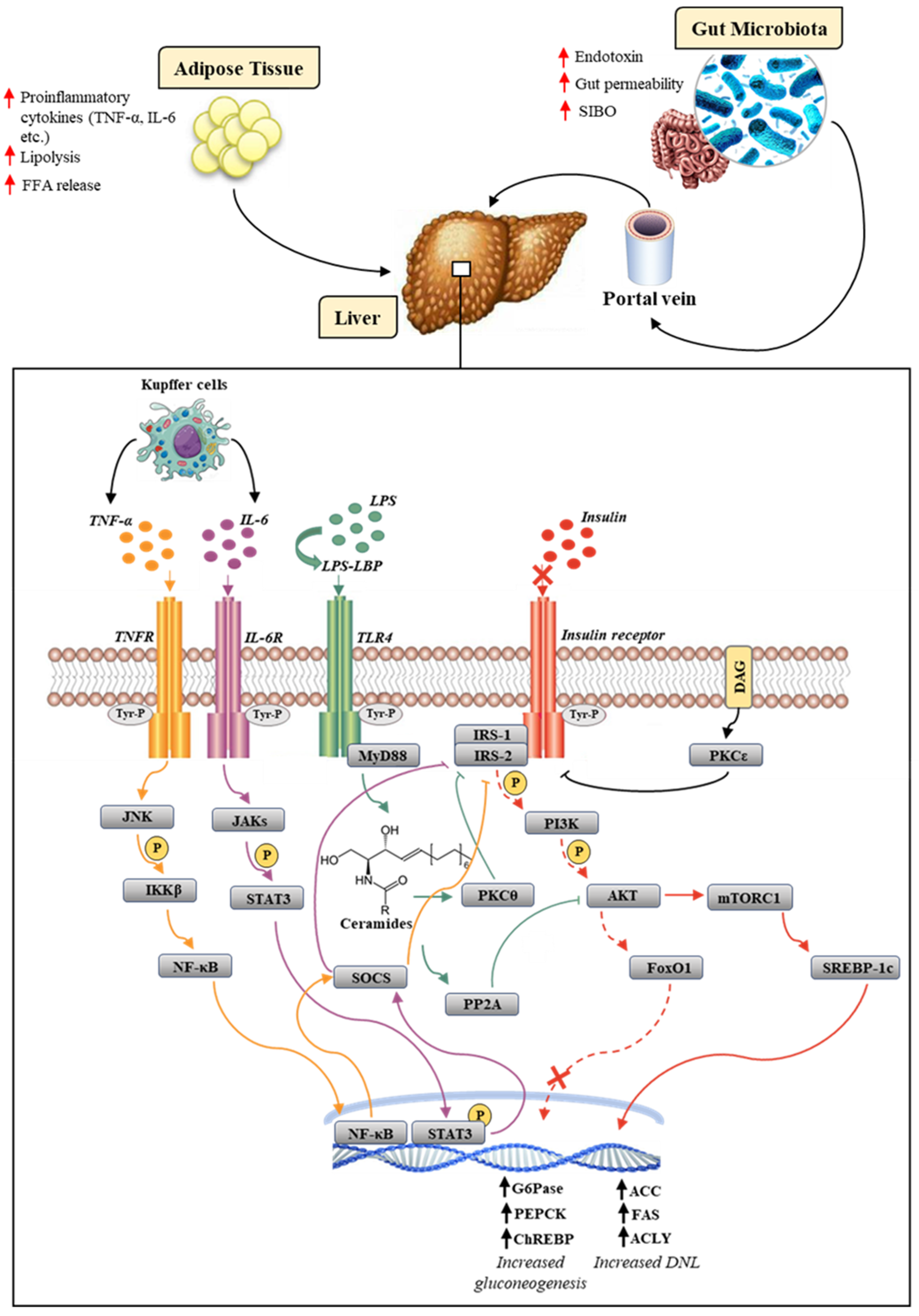 Jcm 11 03649 g001 Jcm 11 03649 g001