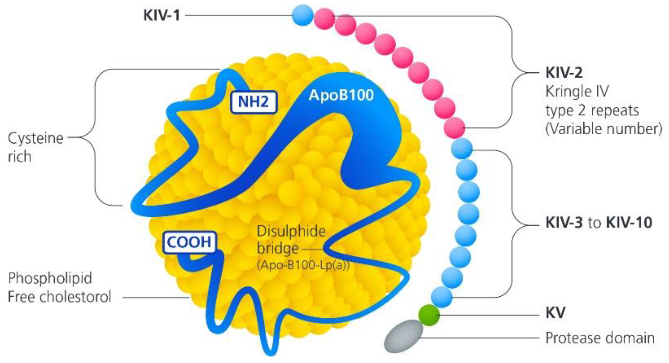 Lipoprotein(a): A Genetically Determined, Causal, and Prevalent