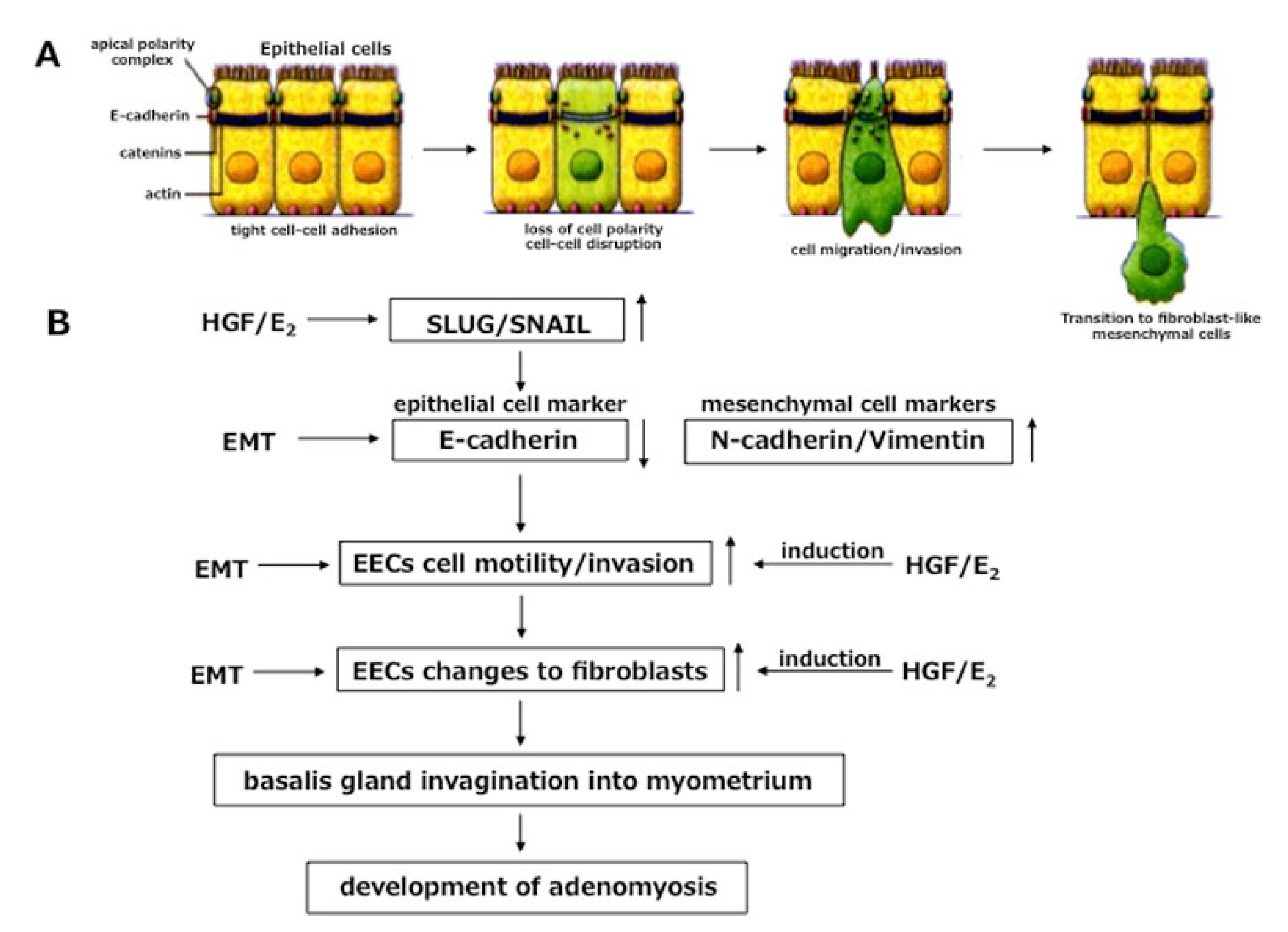 Jcm 11 04057 g002 550