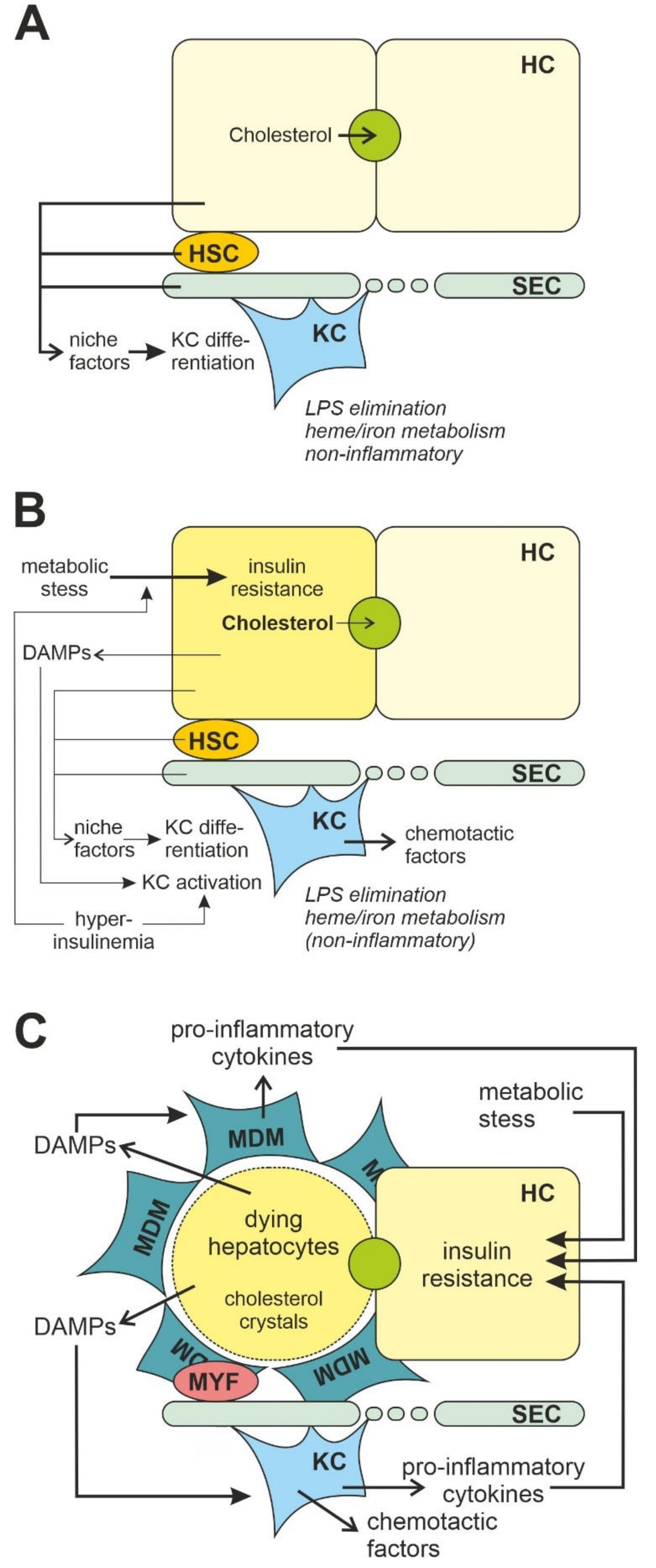 Jcm 11 04358 g002 Jcm 11 04358 g002