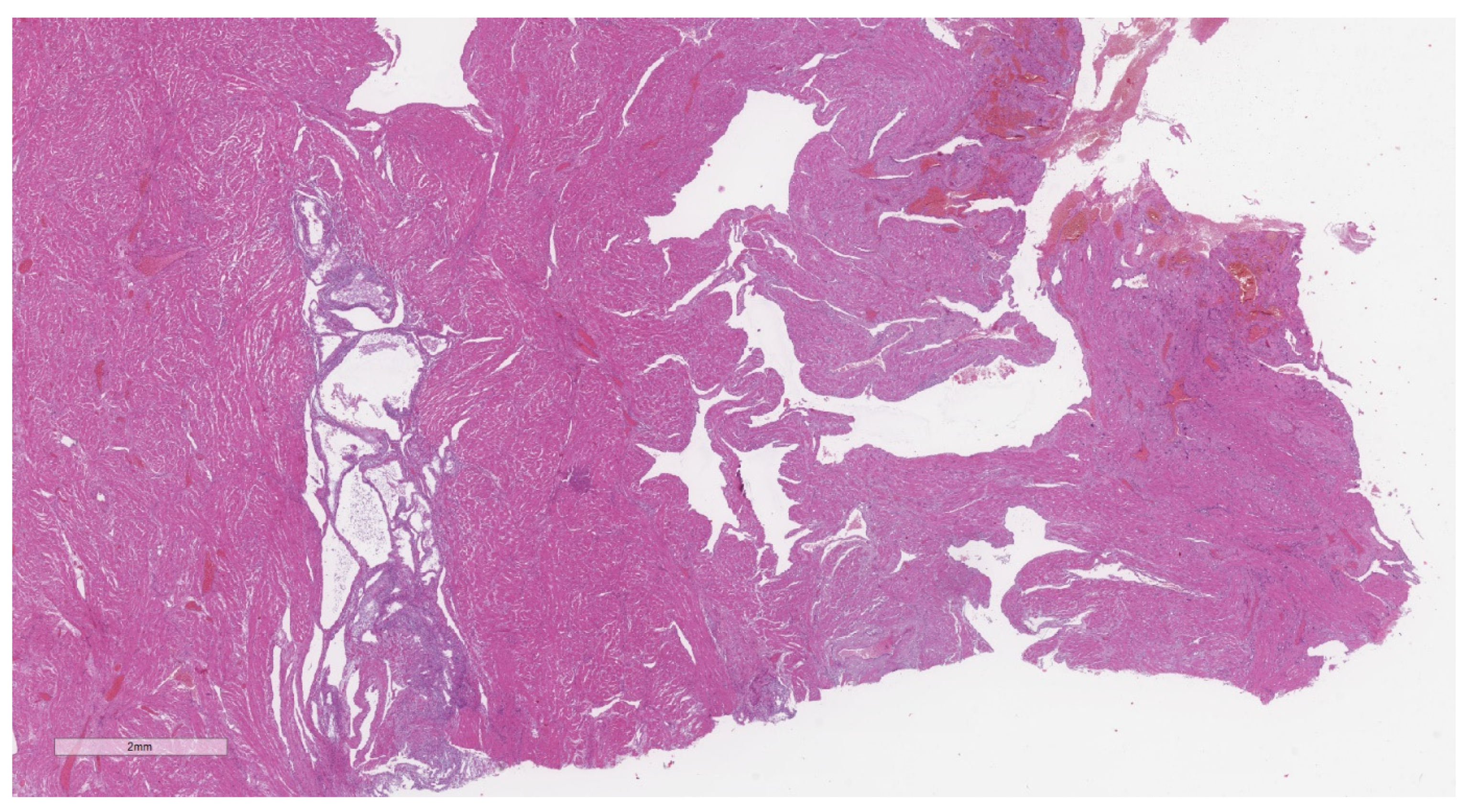 Jcm 11 04814 g003 Jcm 11 04814 g003