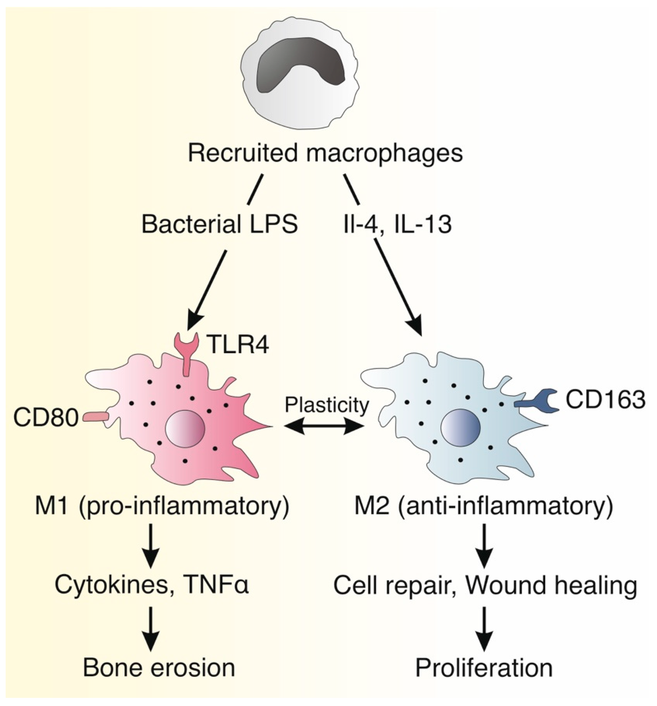 Macrophage activation m1 m2