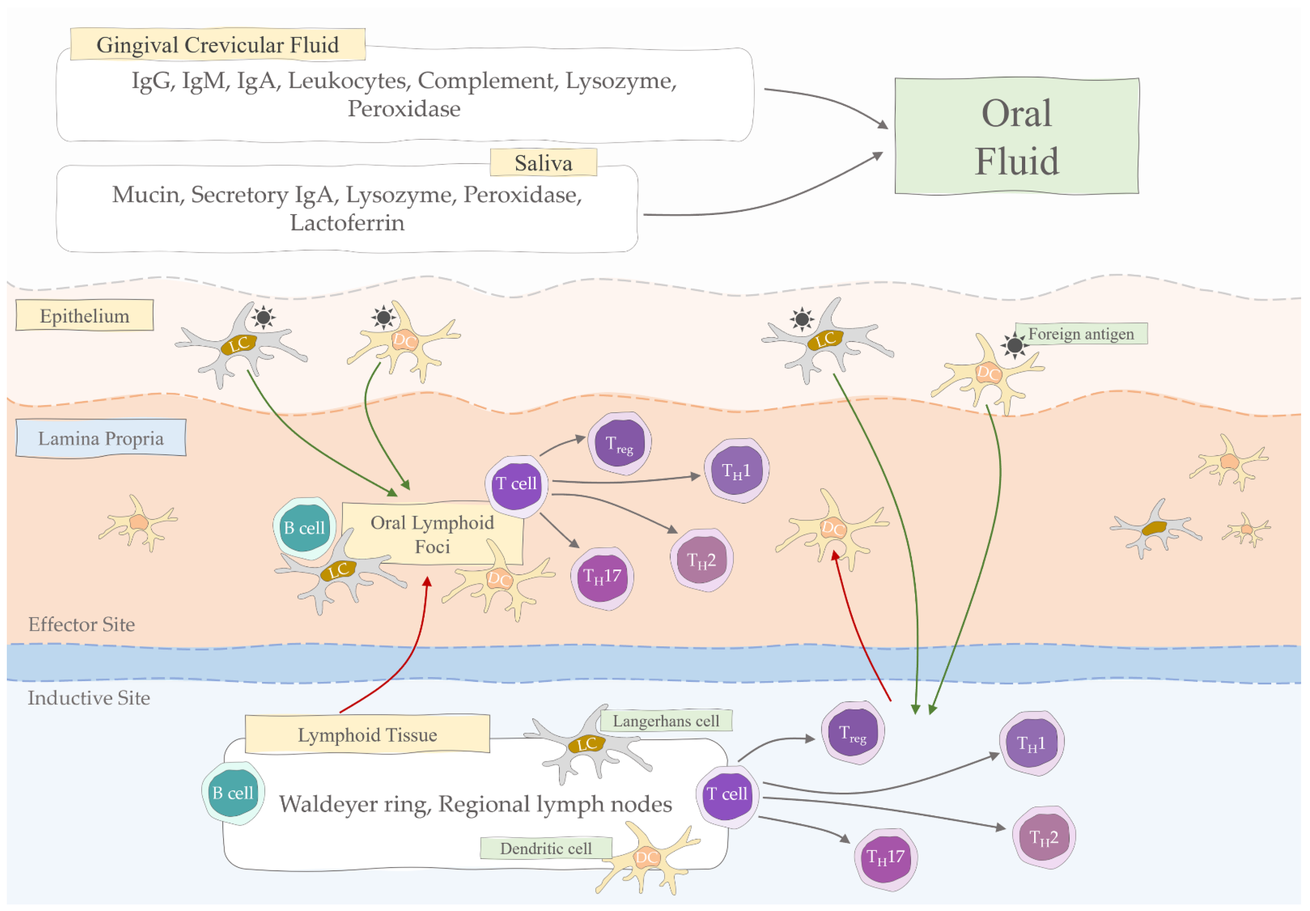 JCM Free FullText Immunoglobulin Disorders and the Oral Cavity A