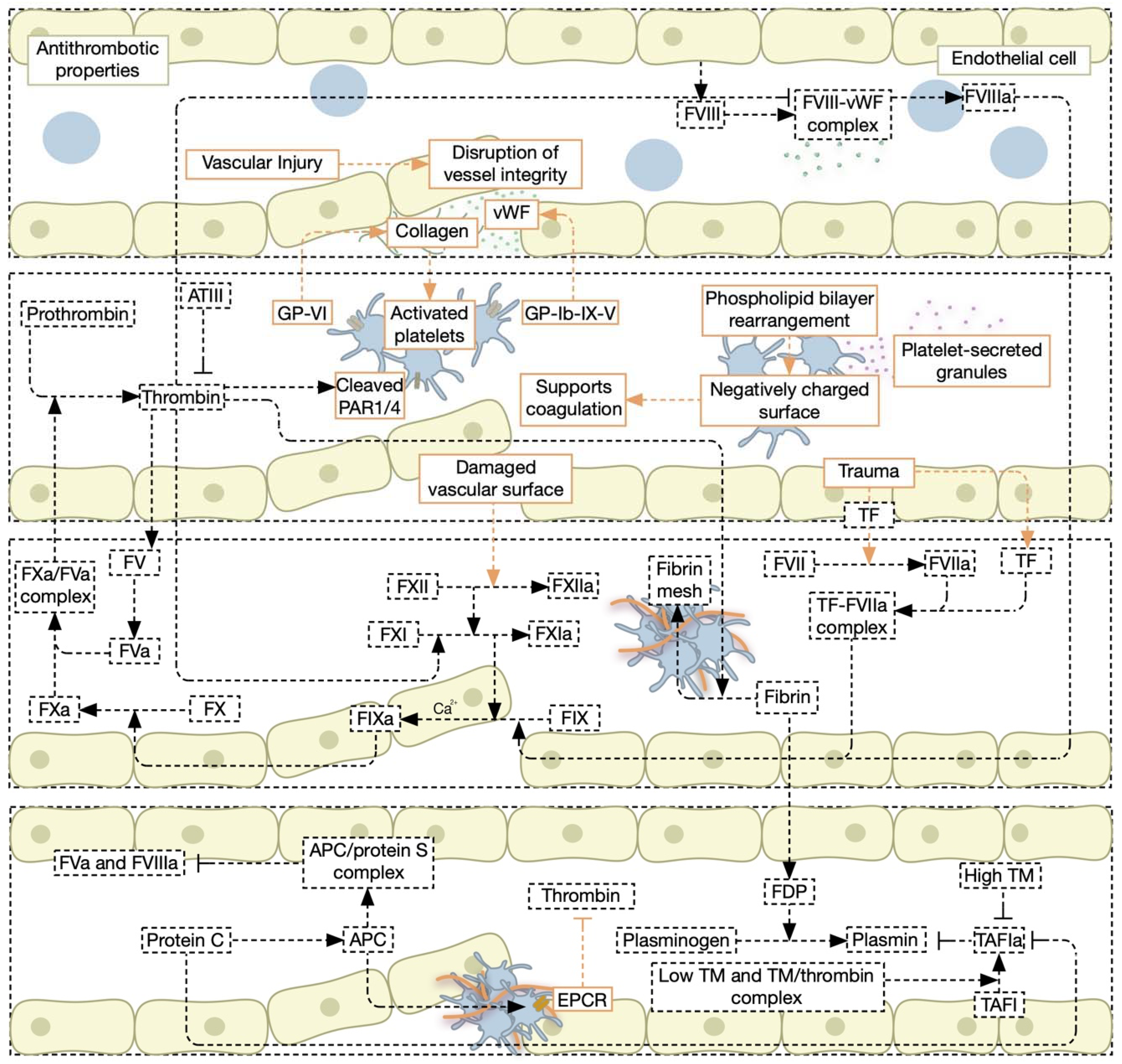 Jcm 11 04932 g001 Jcm 11 04932 g001