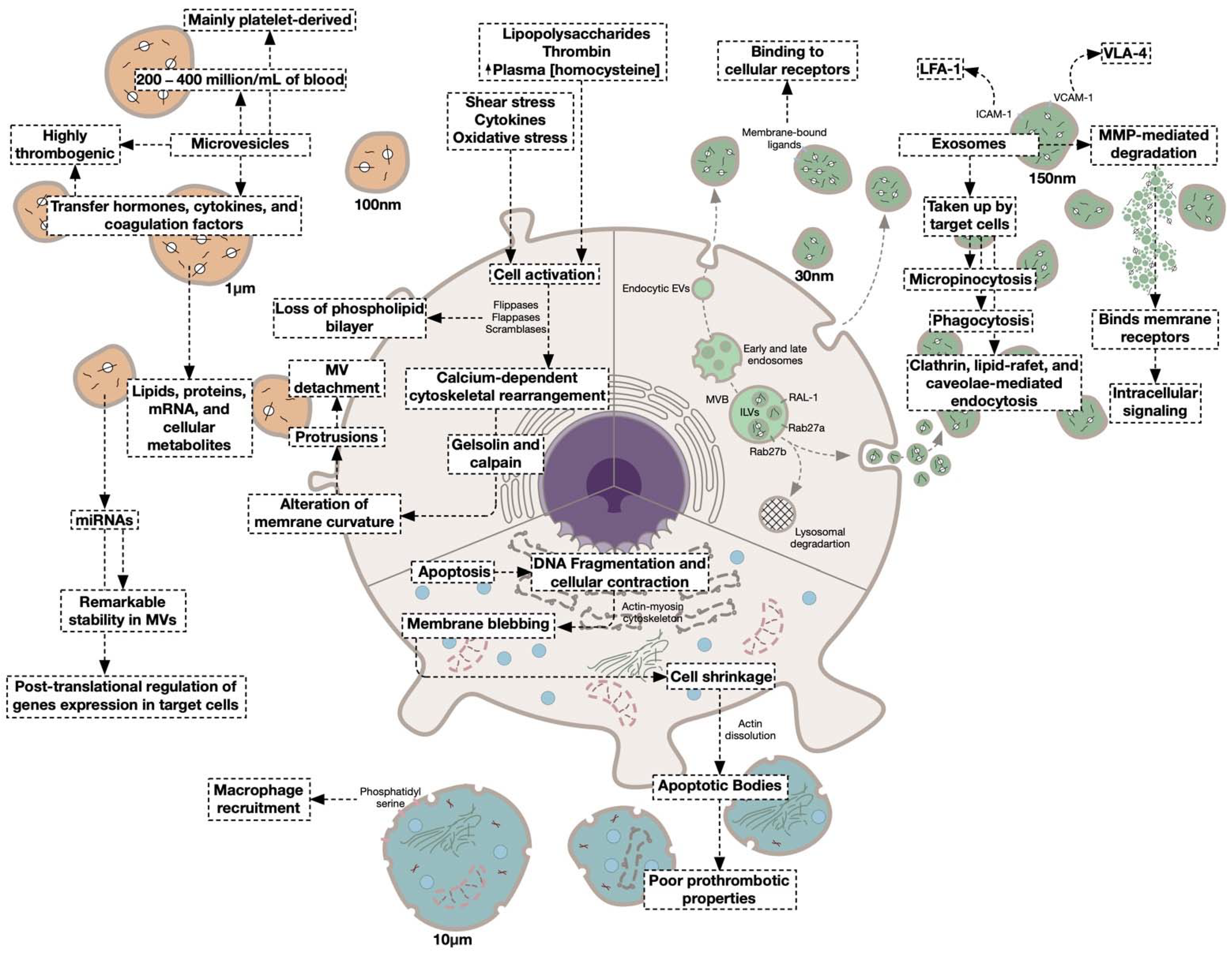 Jcm 11 04932 g002 Jcm 11 04932 g002