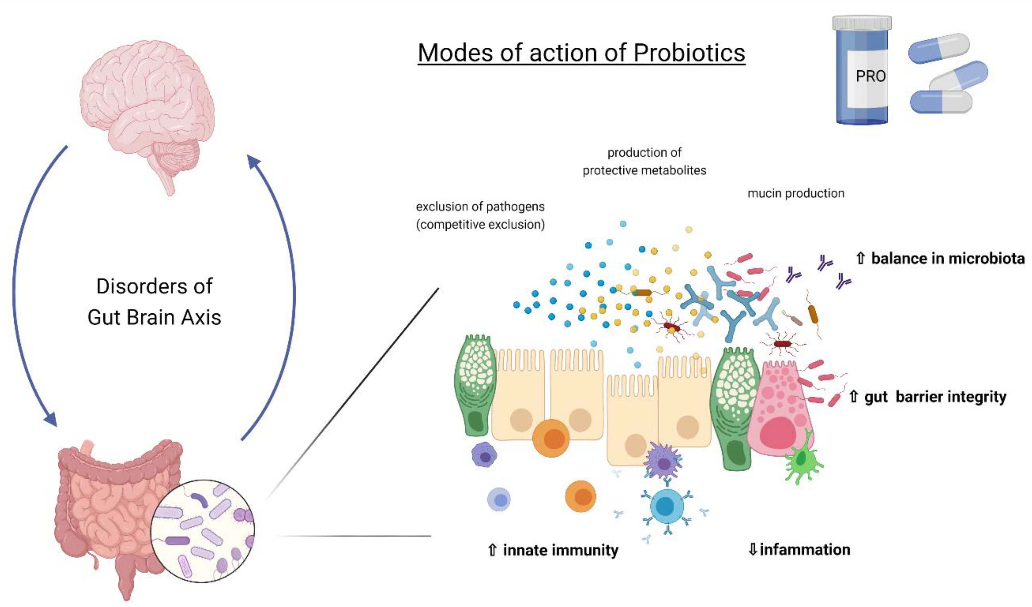 Los probióticos se toman antes o después del antibiótico