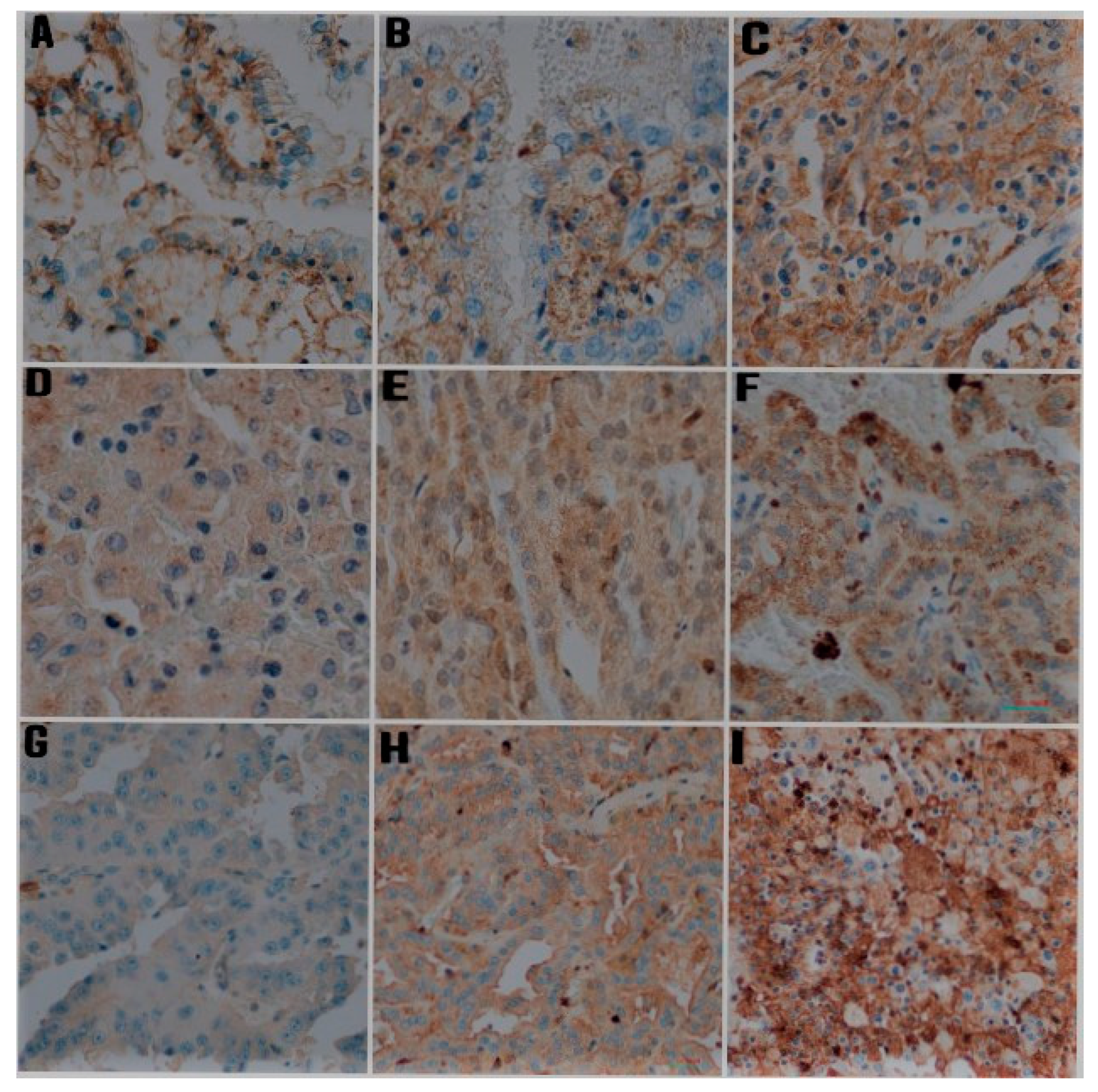 Jcm 11 05196 g001 Jcm 11 05196 g001